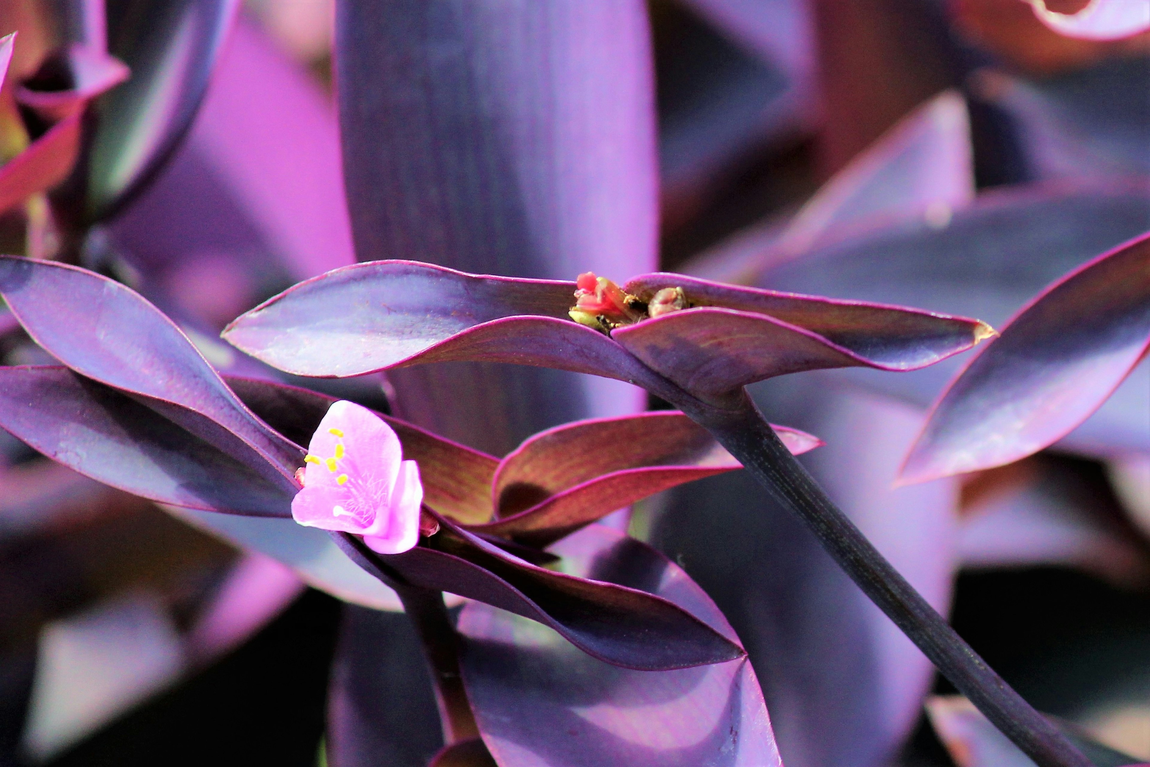 Gros plan d'une plante avec des feuilles violettes et de petites fleurs