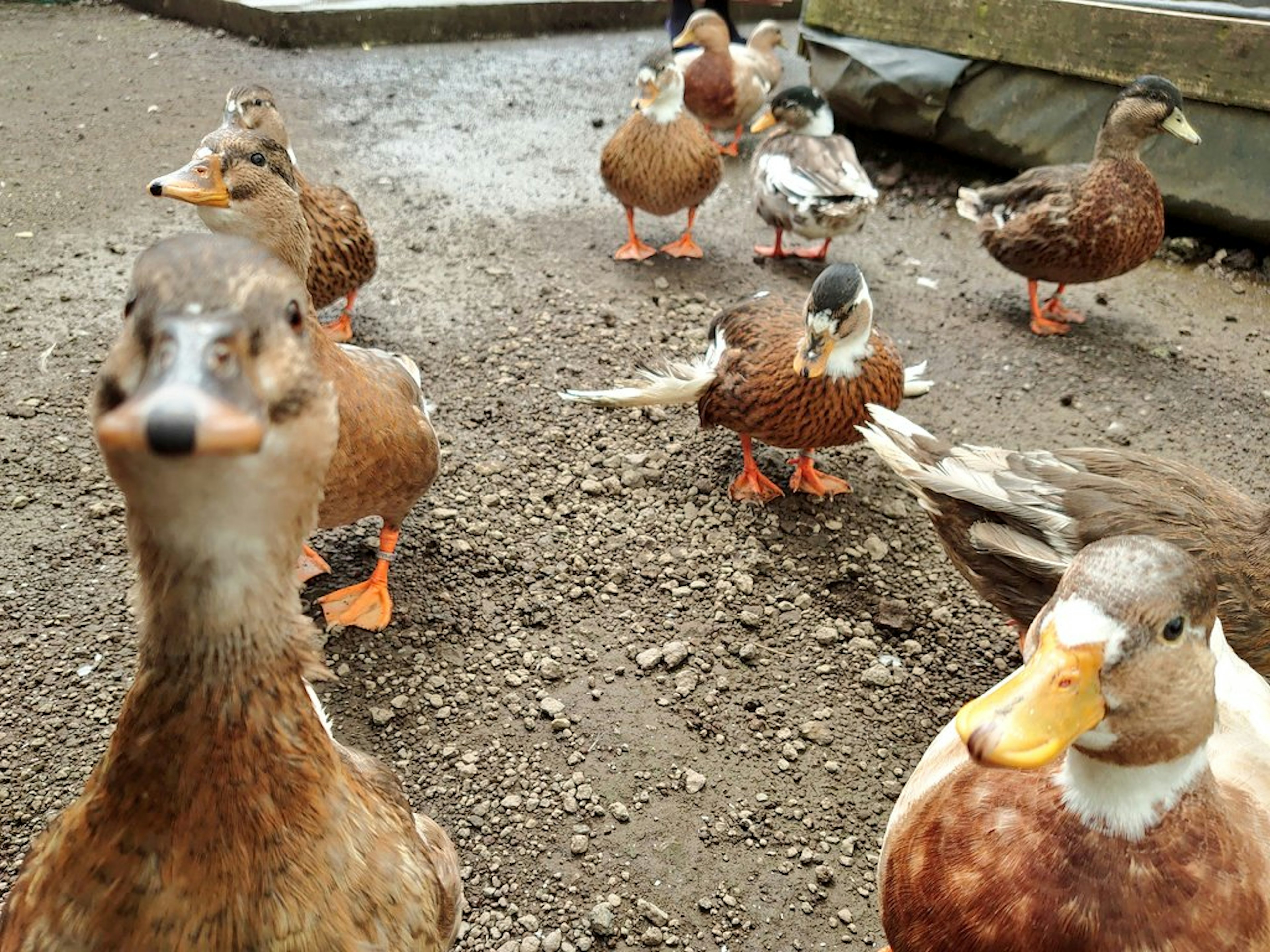 Un groupe de canards rassemblés avec des plumes colorées et des pattes orange