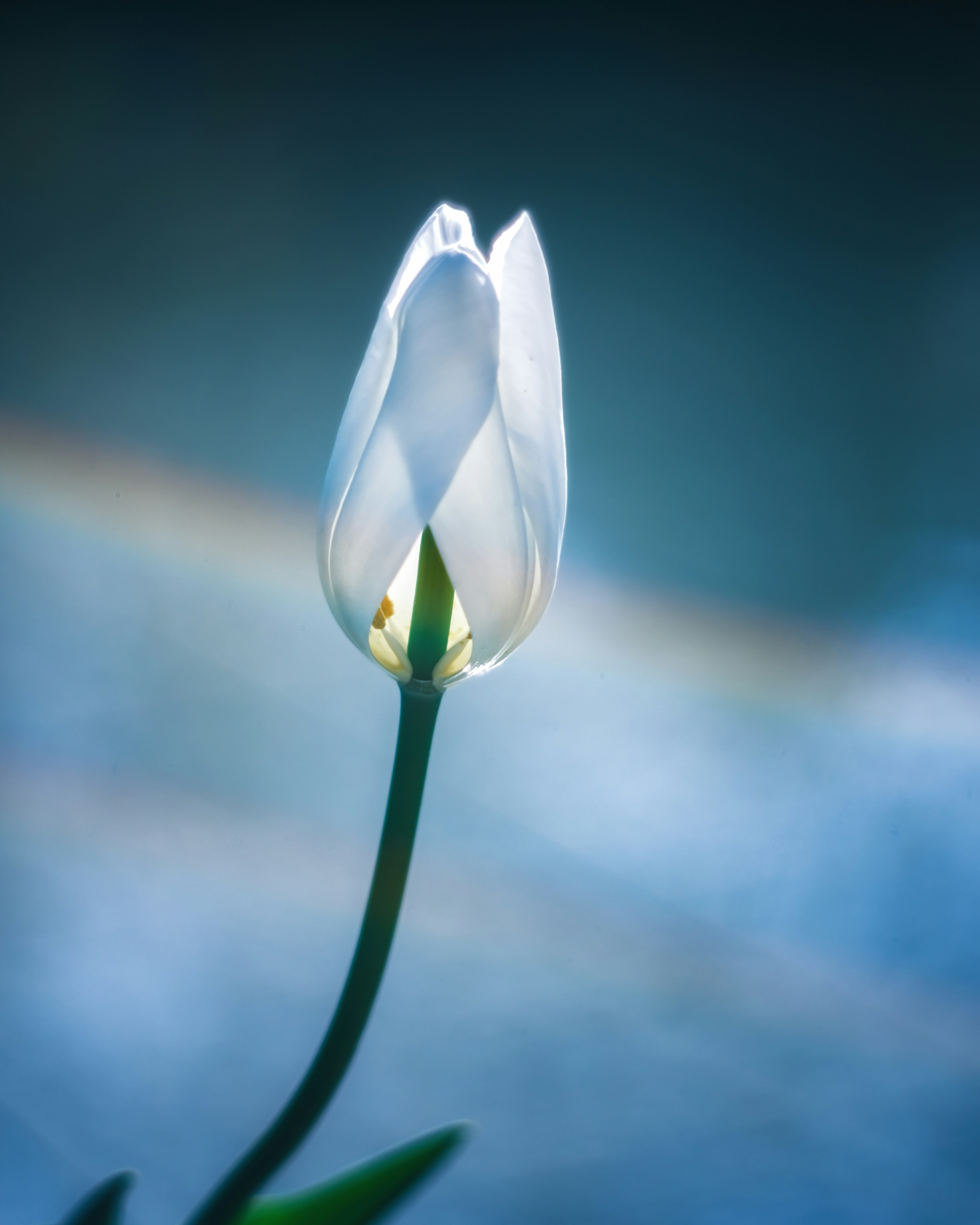 Eine zarte weiße Tulpenknospe vor einem blauen Hintergrund