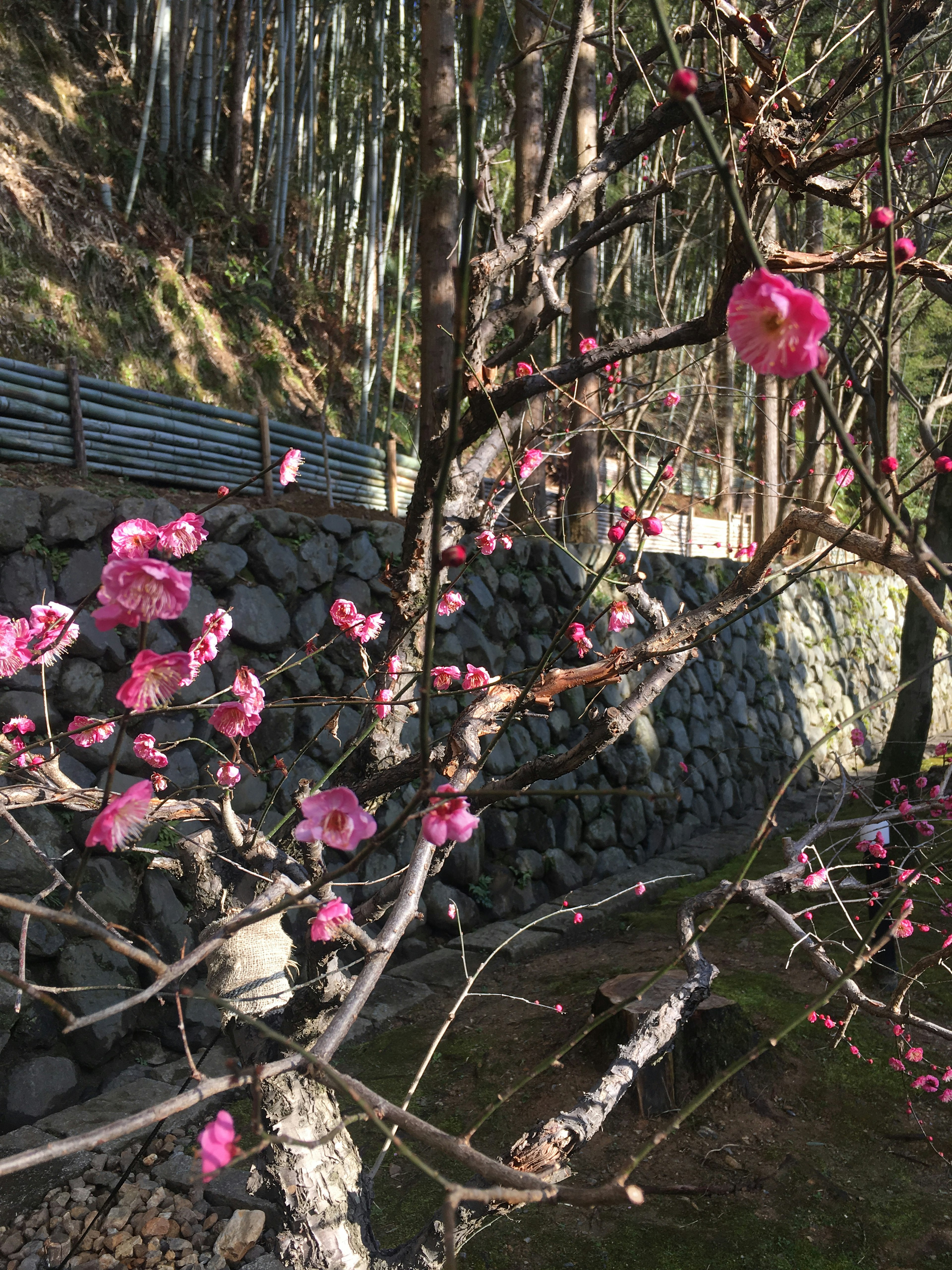 梅の花が咲く木と石の壁の背景