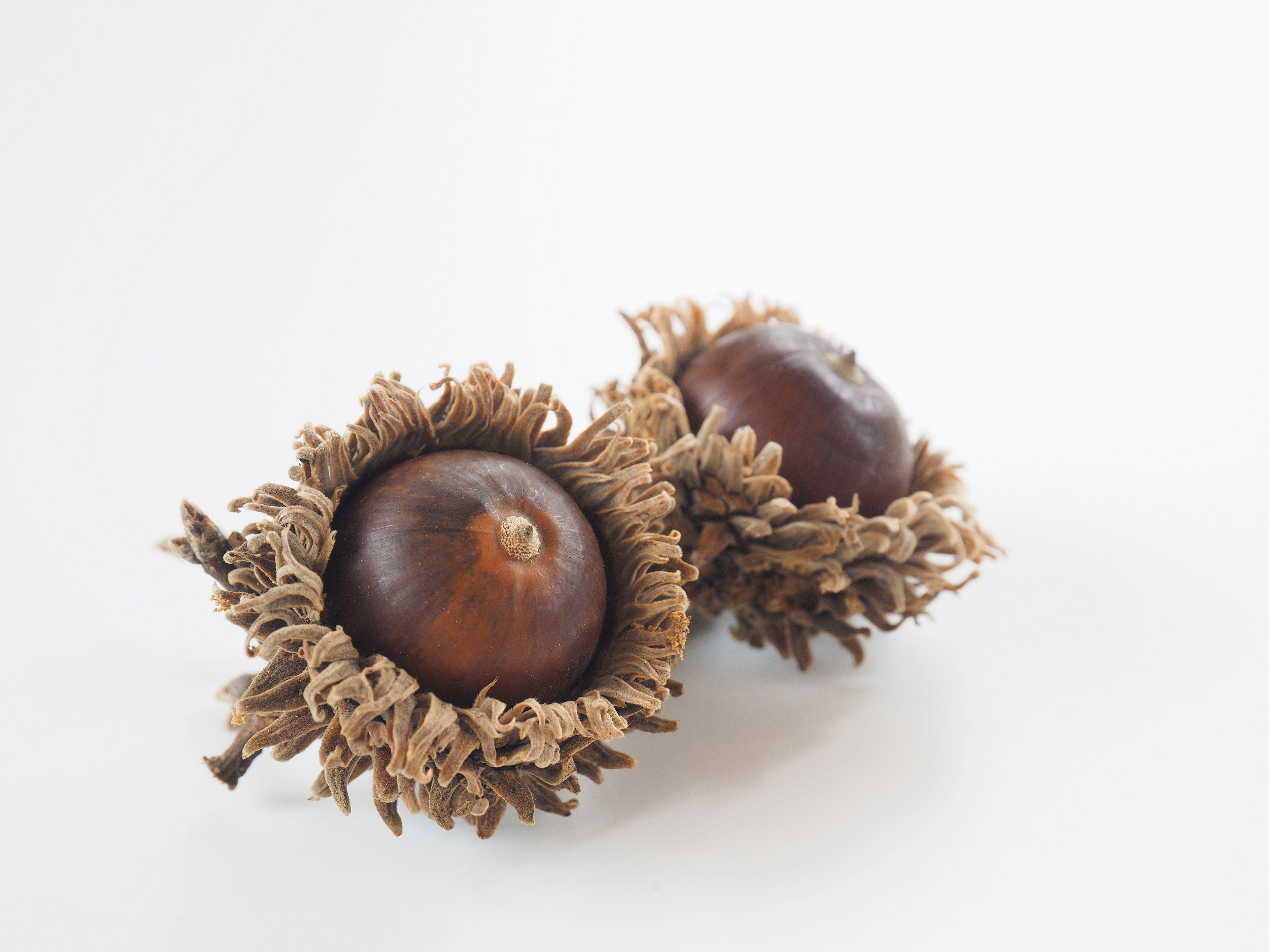 Two chestnuts nestled in dry husks