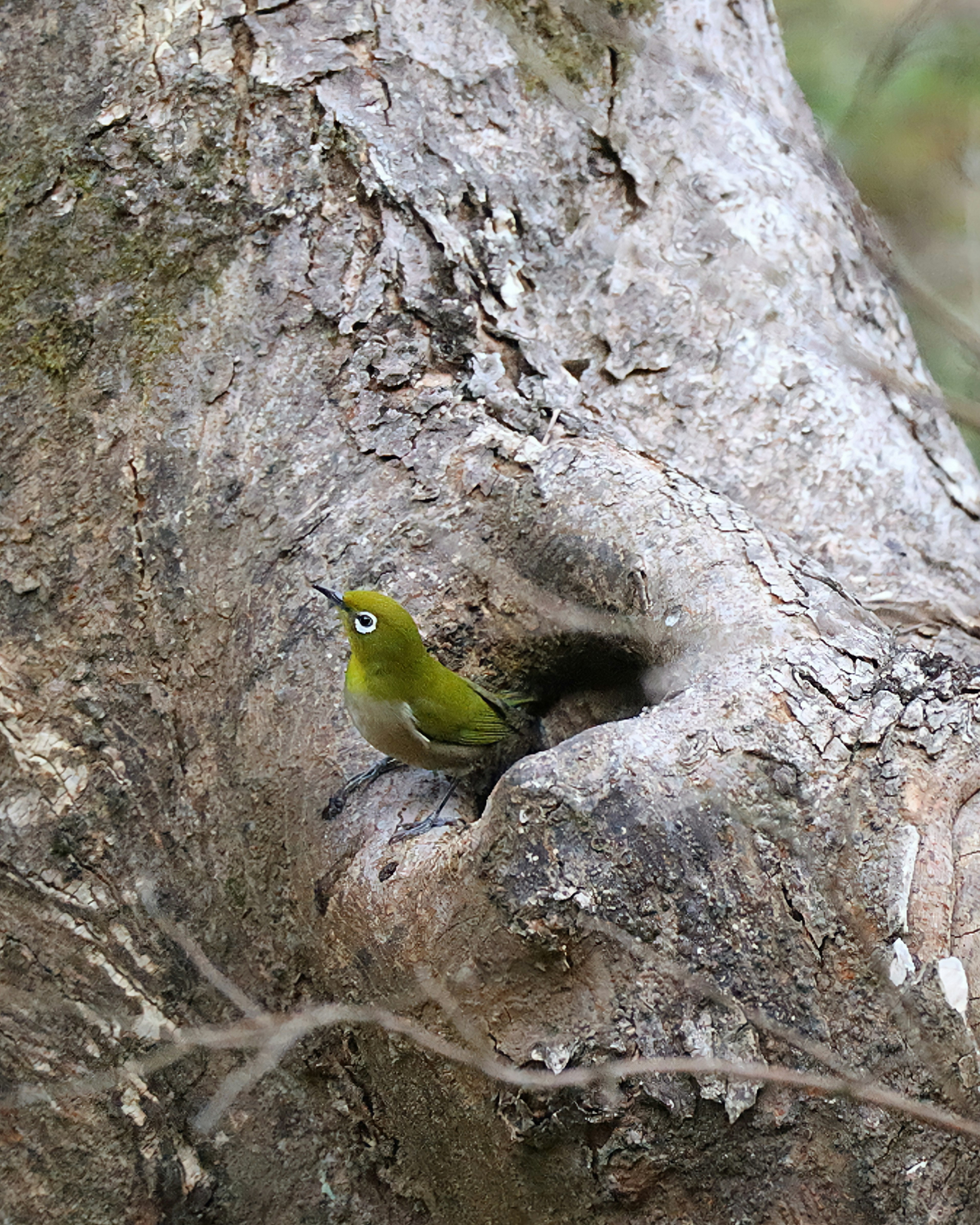 Grüner Vogel schaut aus einem Baumloch heraus