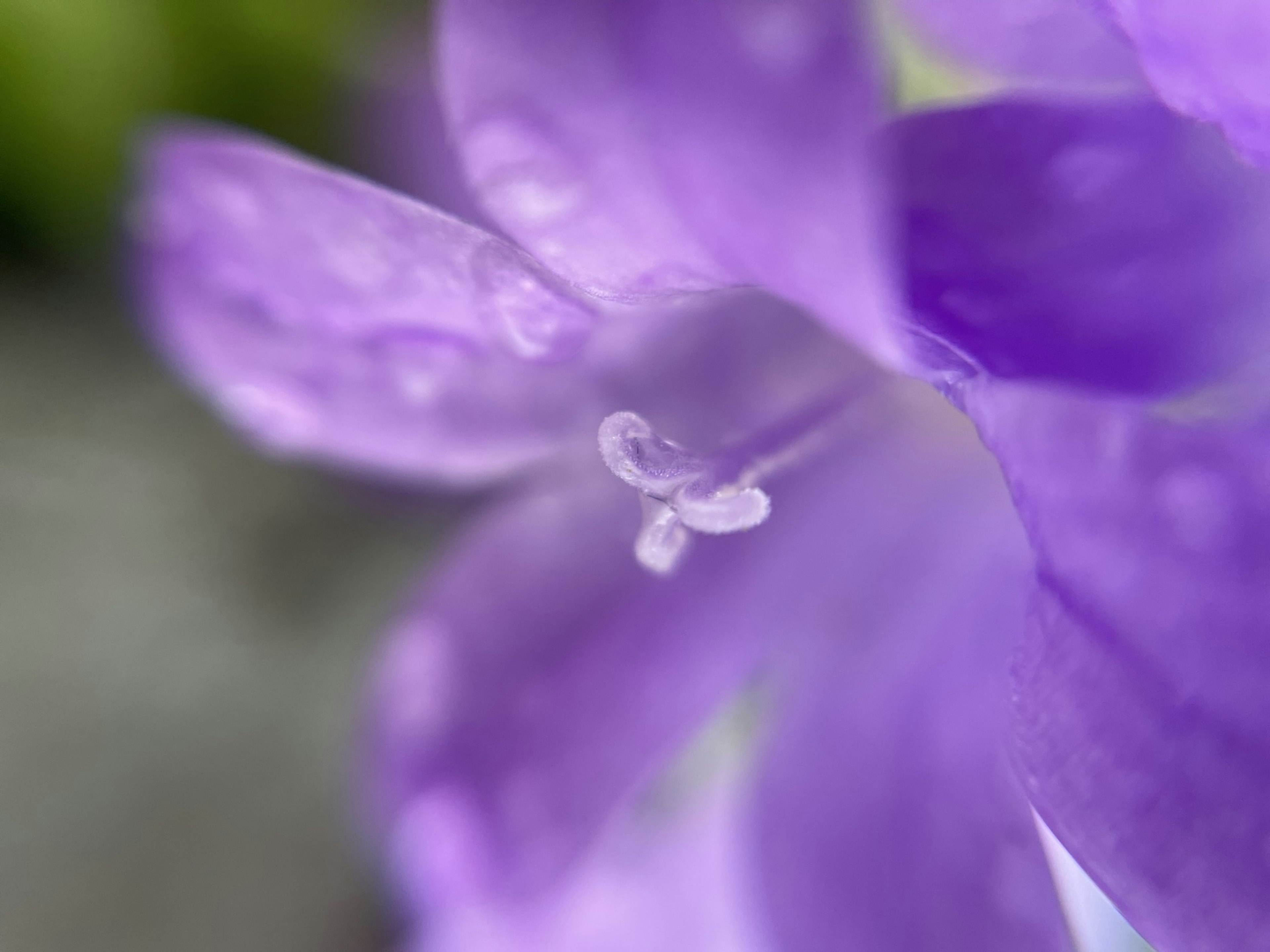 Nahaufnahme einer lila Blume mit Wassertropfen