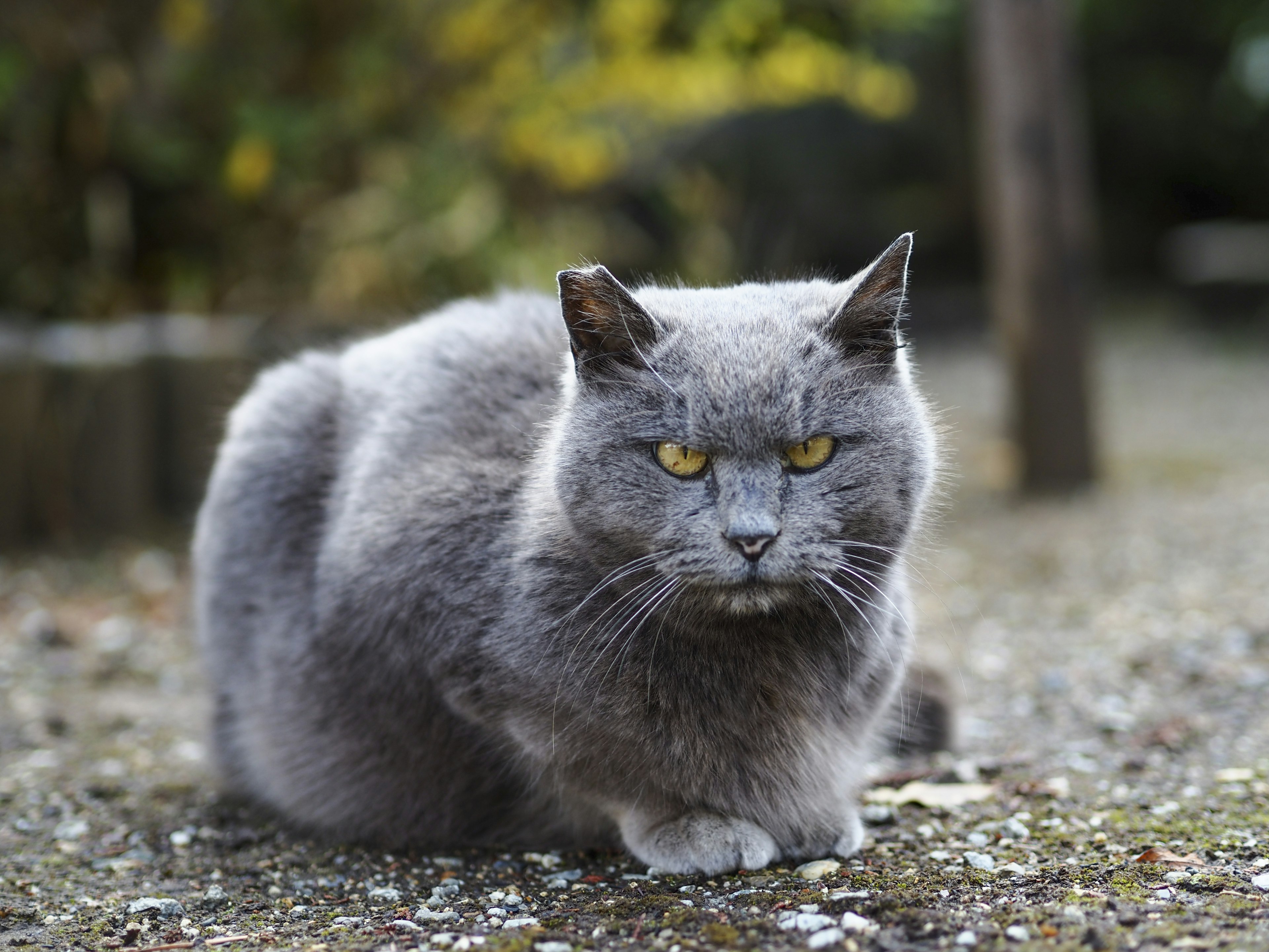 Gatto grigio seduto per terra con un'espressione feroce