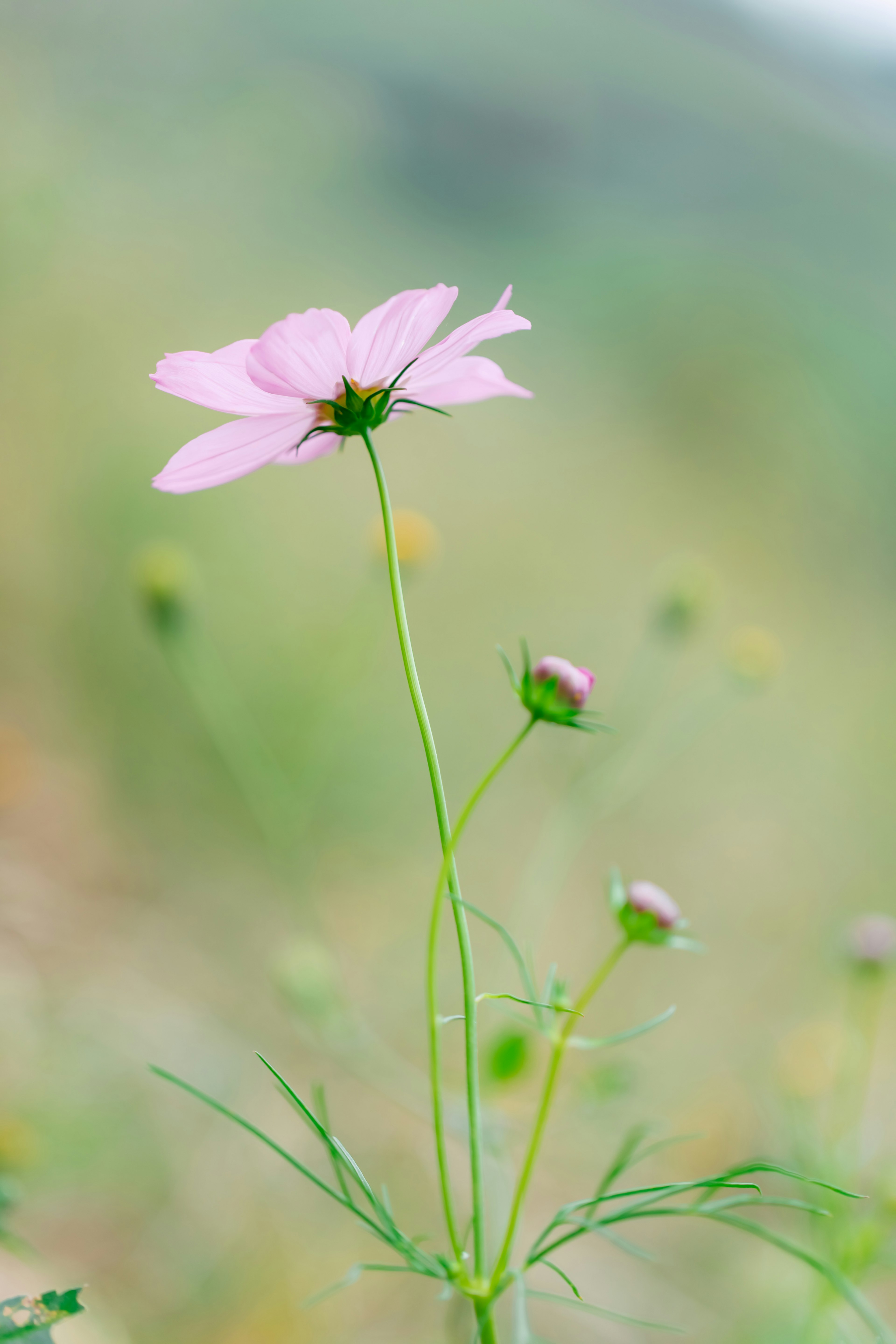 Una delicada flor rosa con botones en un paisaje herboso