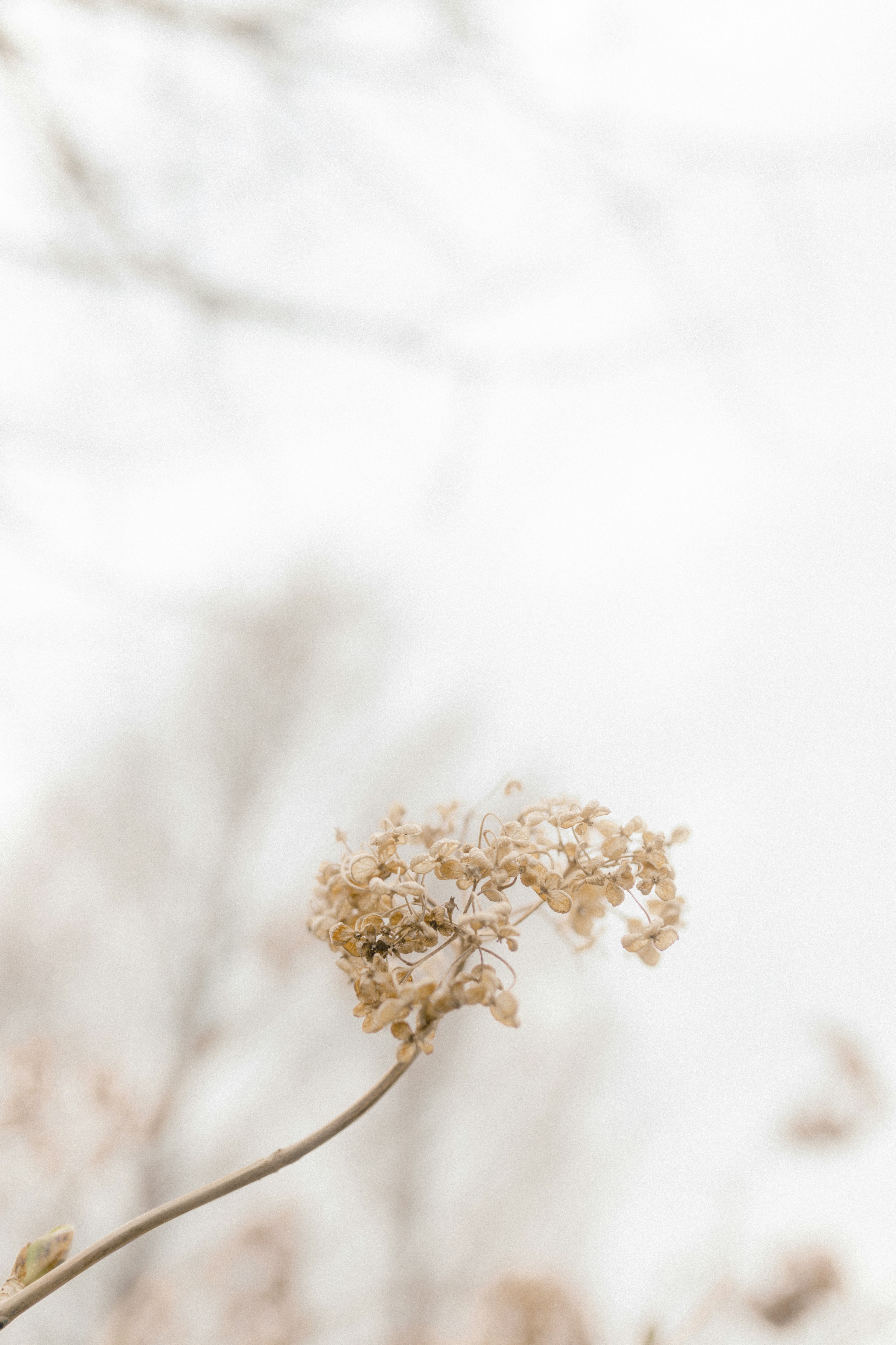 Une image floue d'une tige de fleur séchée de couleur crème sur un fond flou