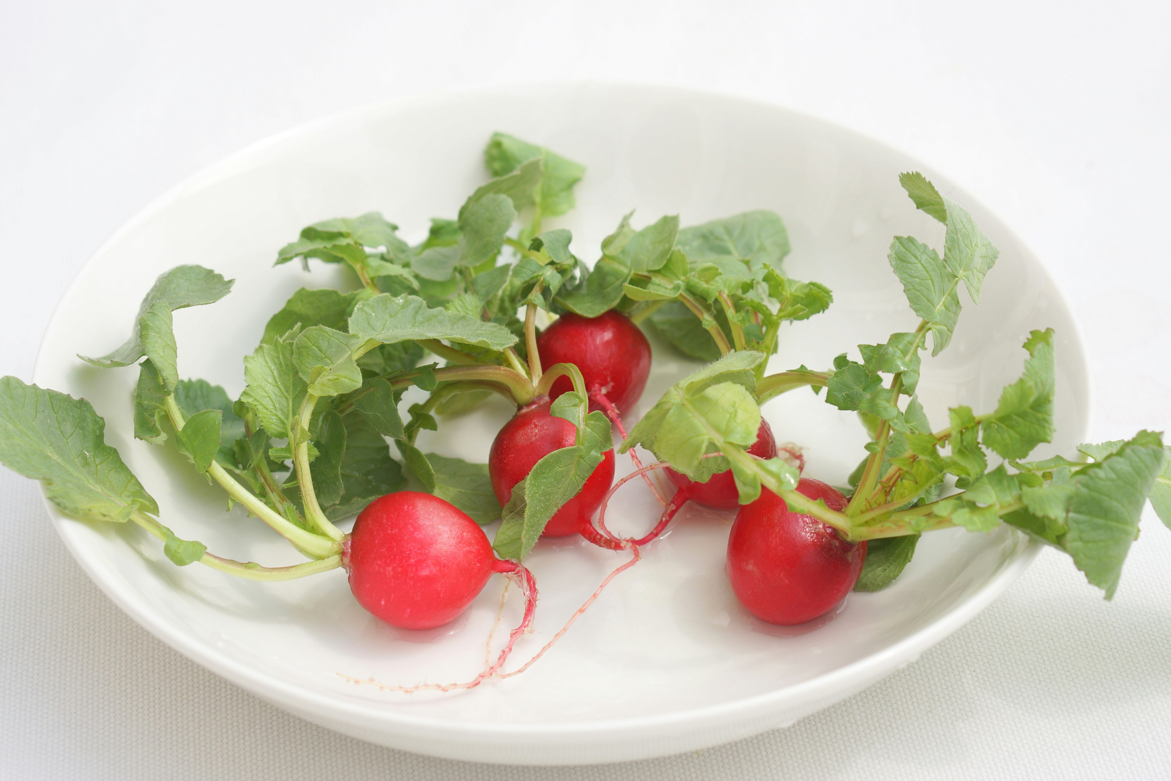 Radis rouges éclatants avec des feuilles vertes sur une assiette blanche