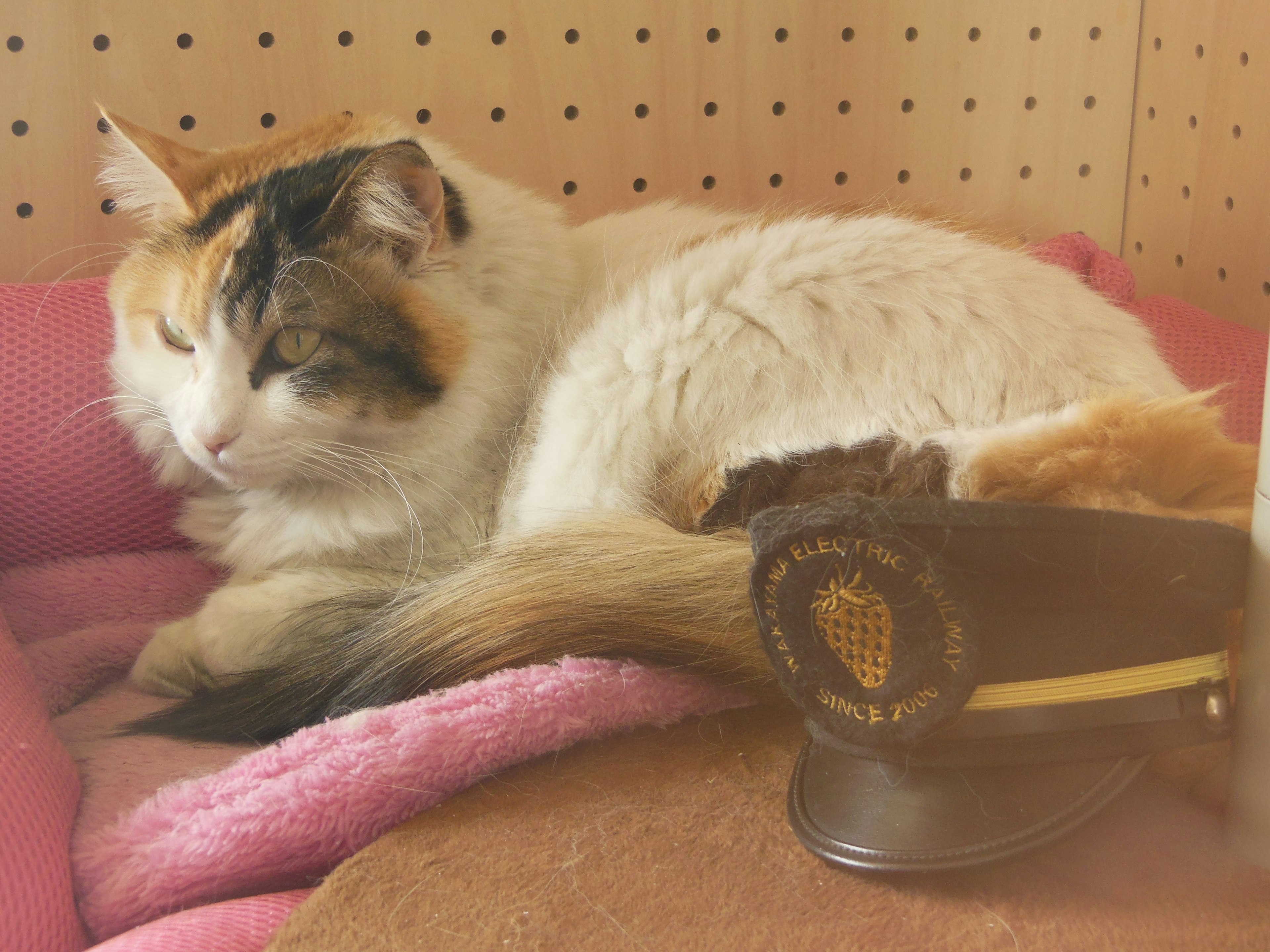 Un gatto calico che riposa su un cuscino rosa accanto a un piccolo cappello da poliziotto