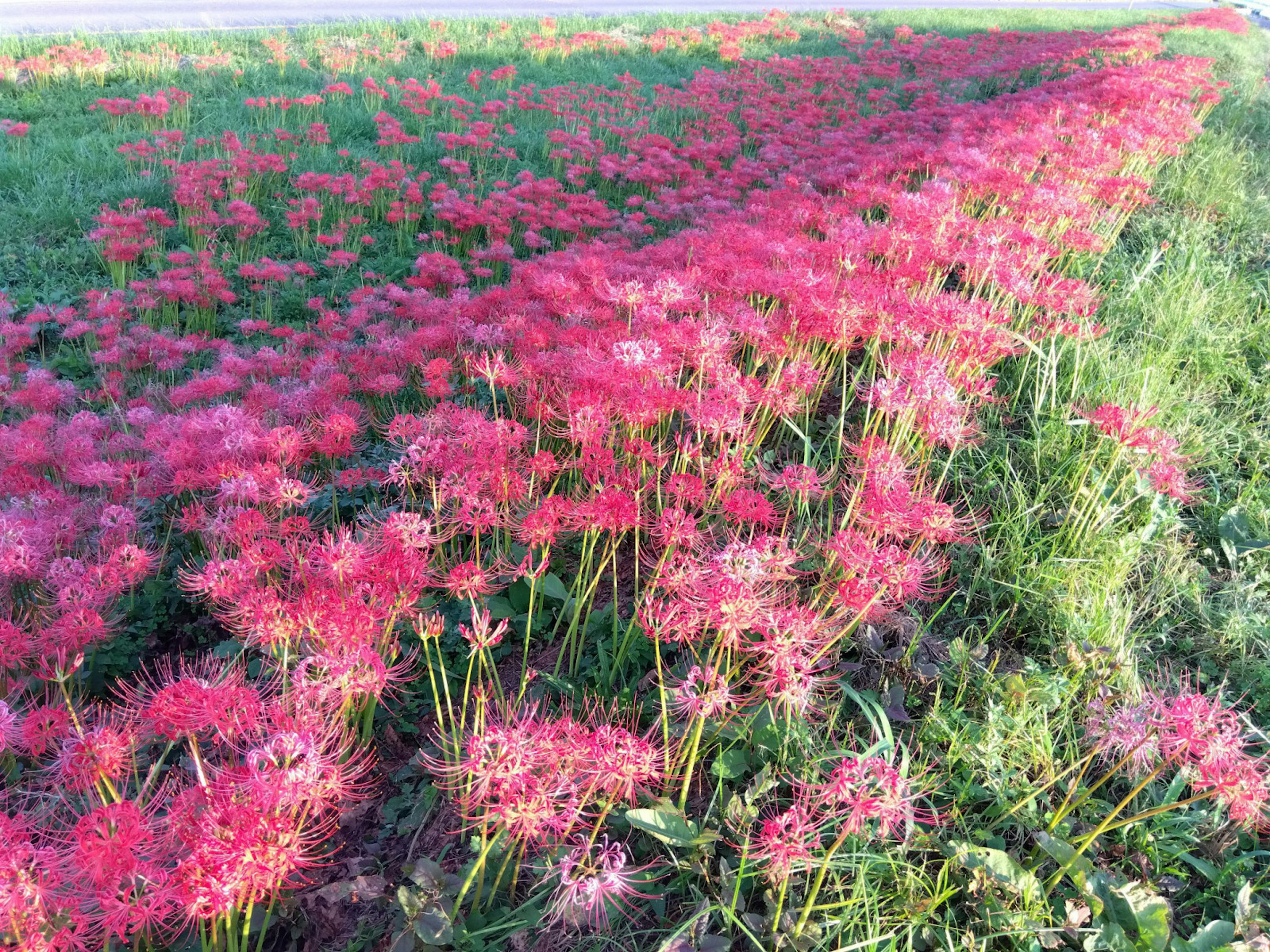 Ladang luas dipenuhi bunga lili laba-laba merah yang indah