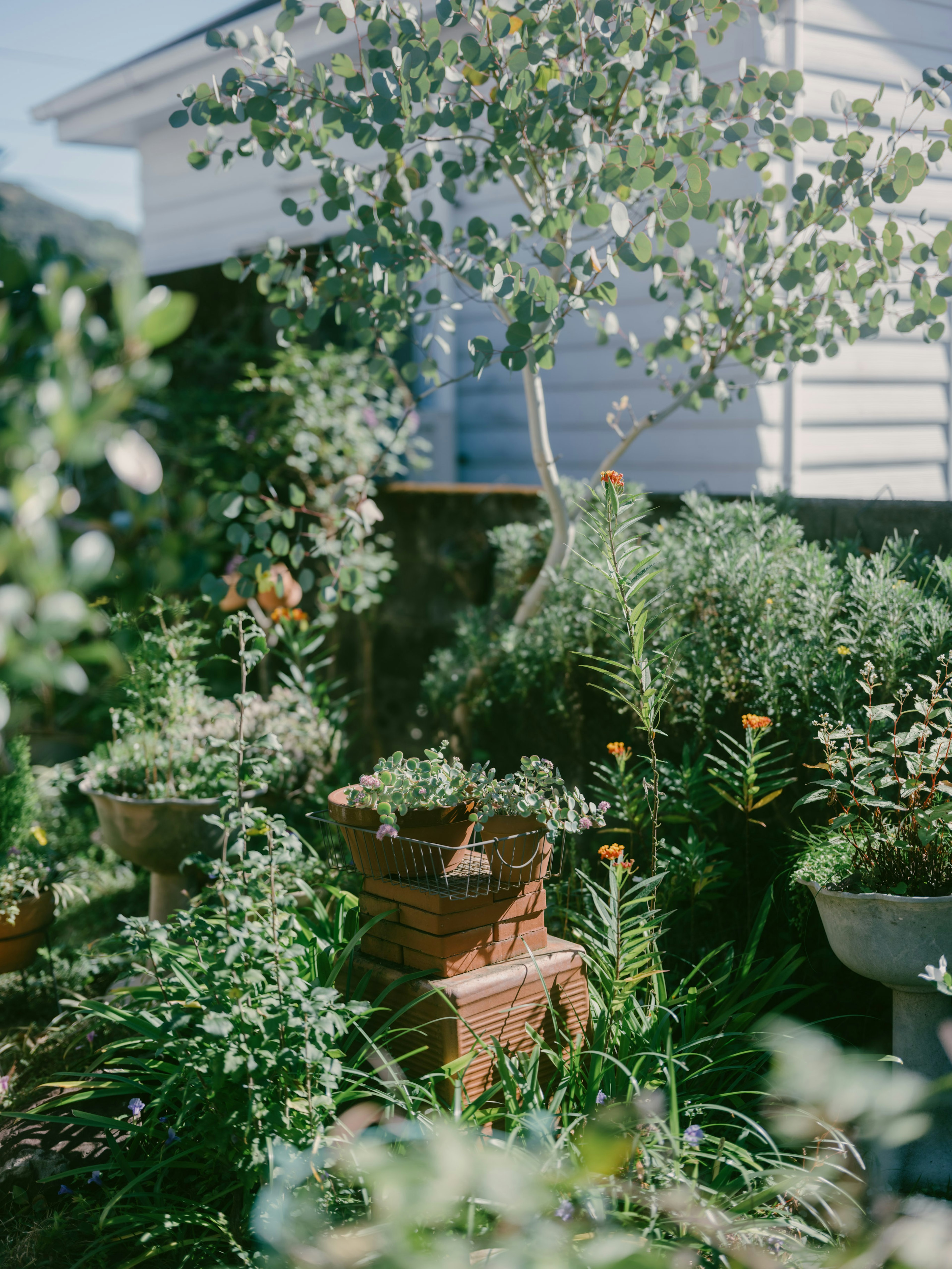 Jardín exuberante con plantas en macetas y vegetación variada con una casa blanca al fondo