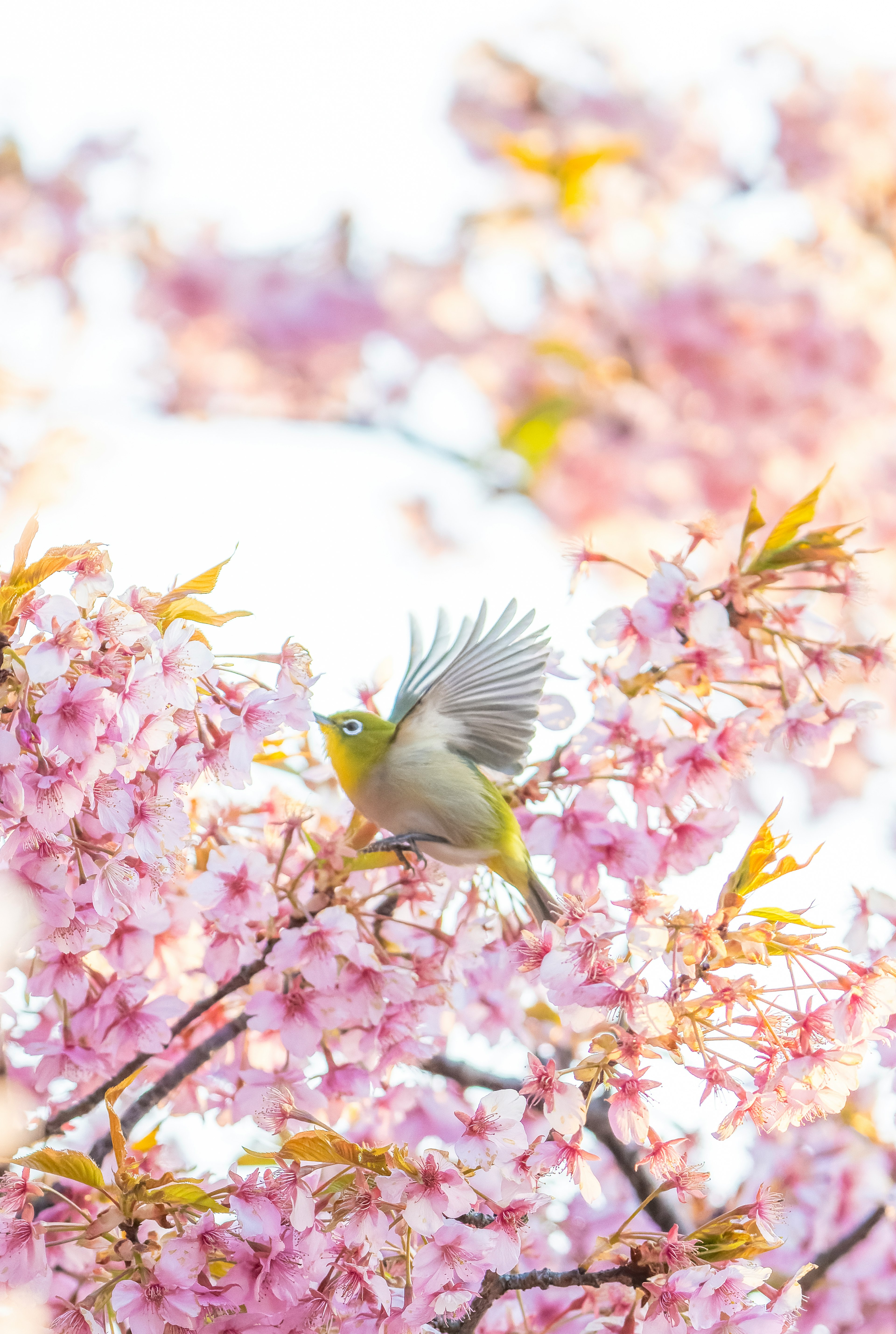 Un pequeño pájaro revoloteando entre flores de cerezo rosas