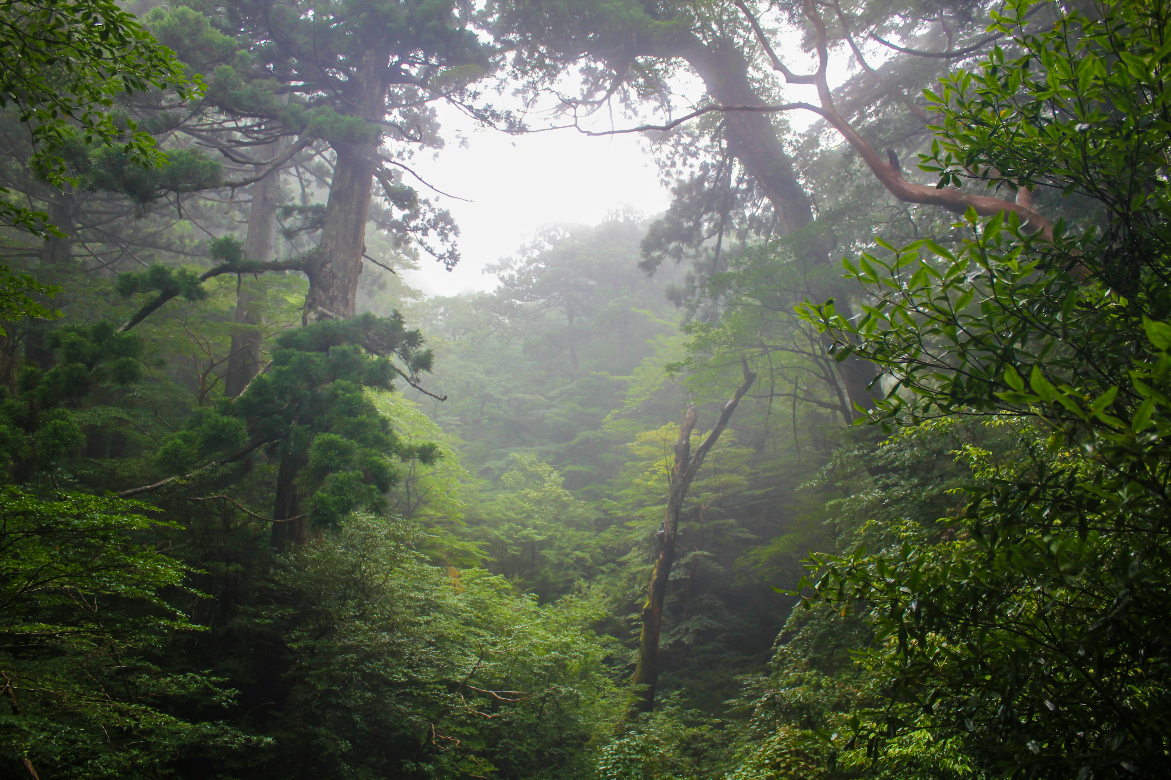 Paesaggio forestale lussureggiante avvolto nella nebbia Grandi alberi e fogliame fresco abbondano