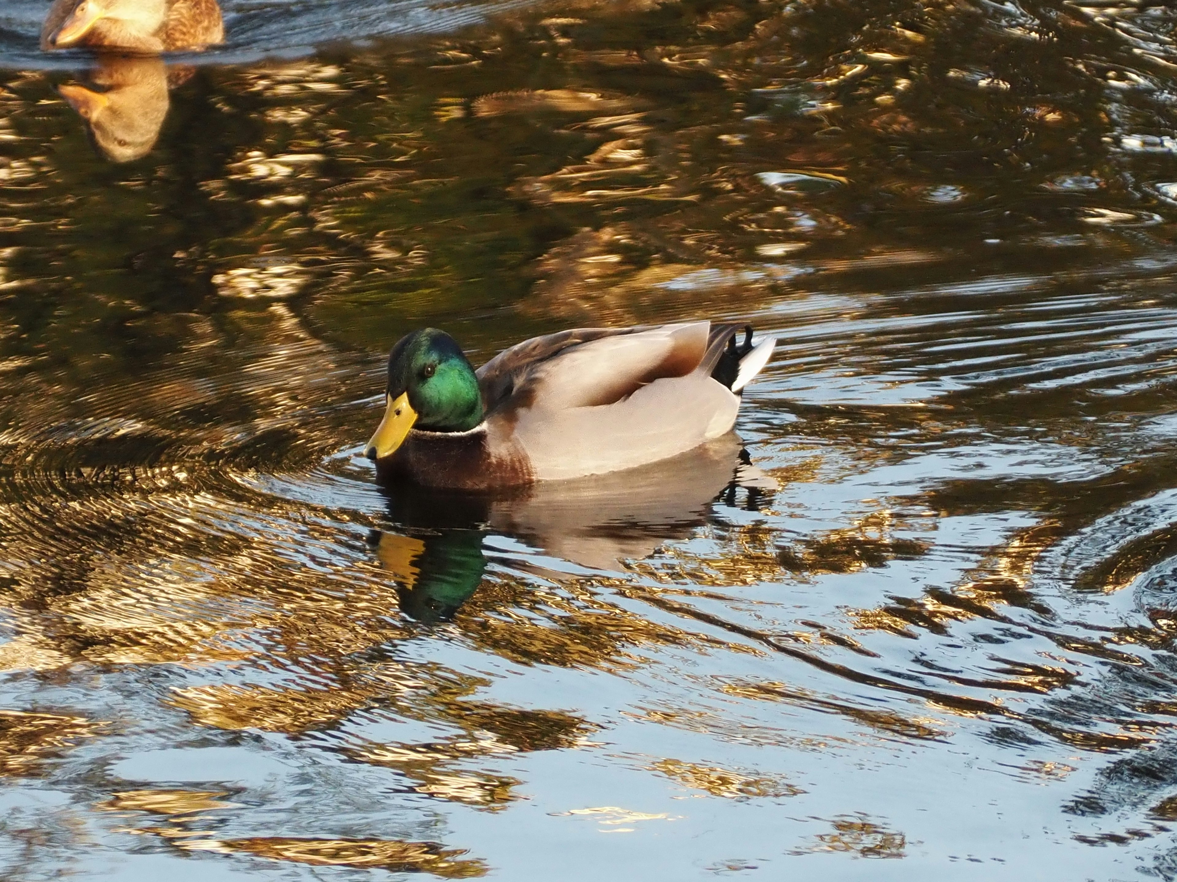 Pato macho nadando en el agua con cabeza verde y cuerpo marrón