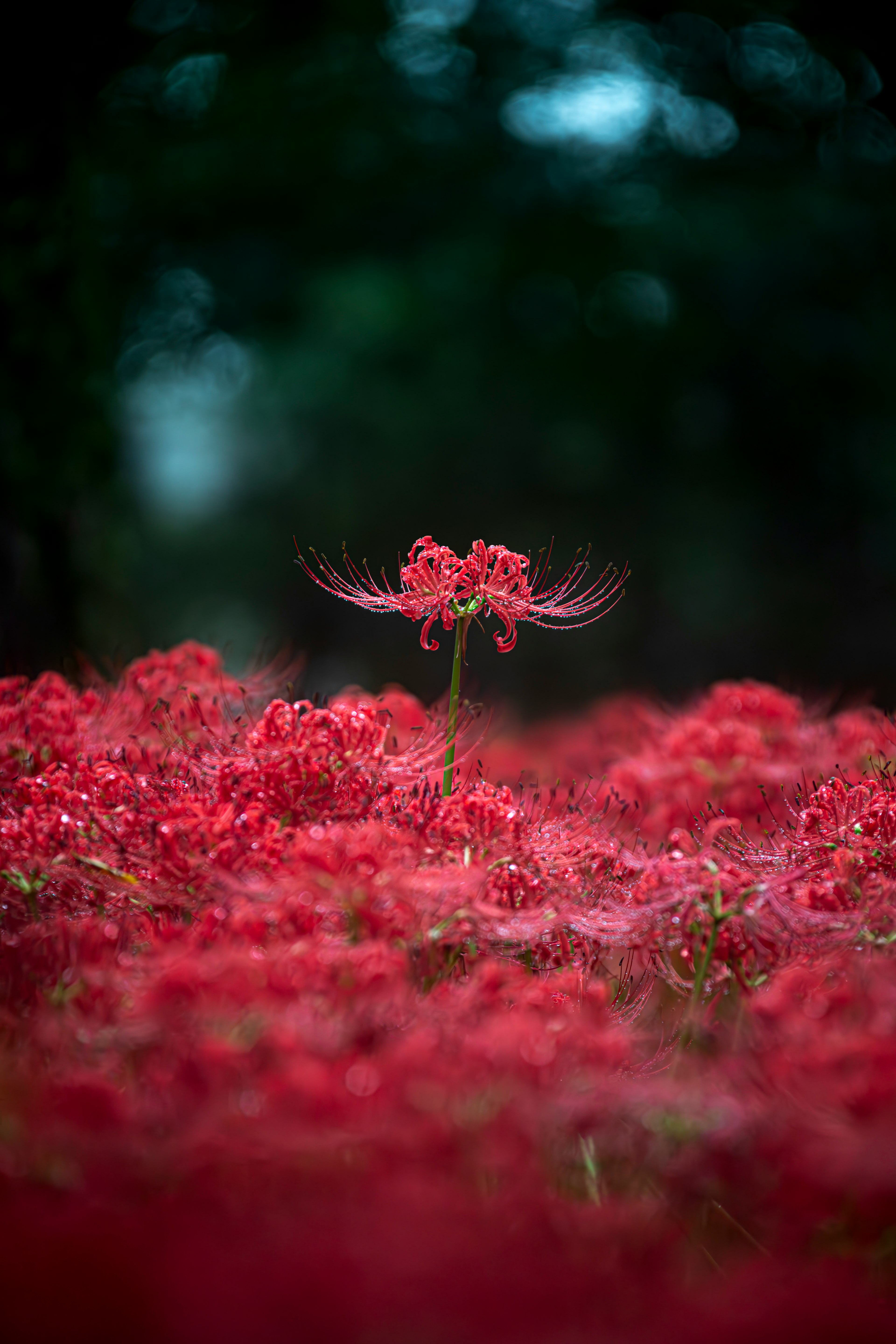 A single flower standing out among a field of red flowers