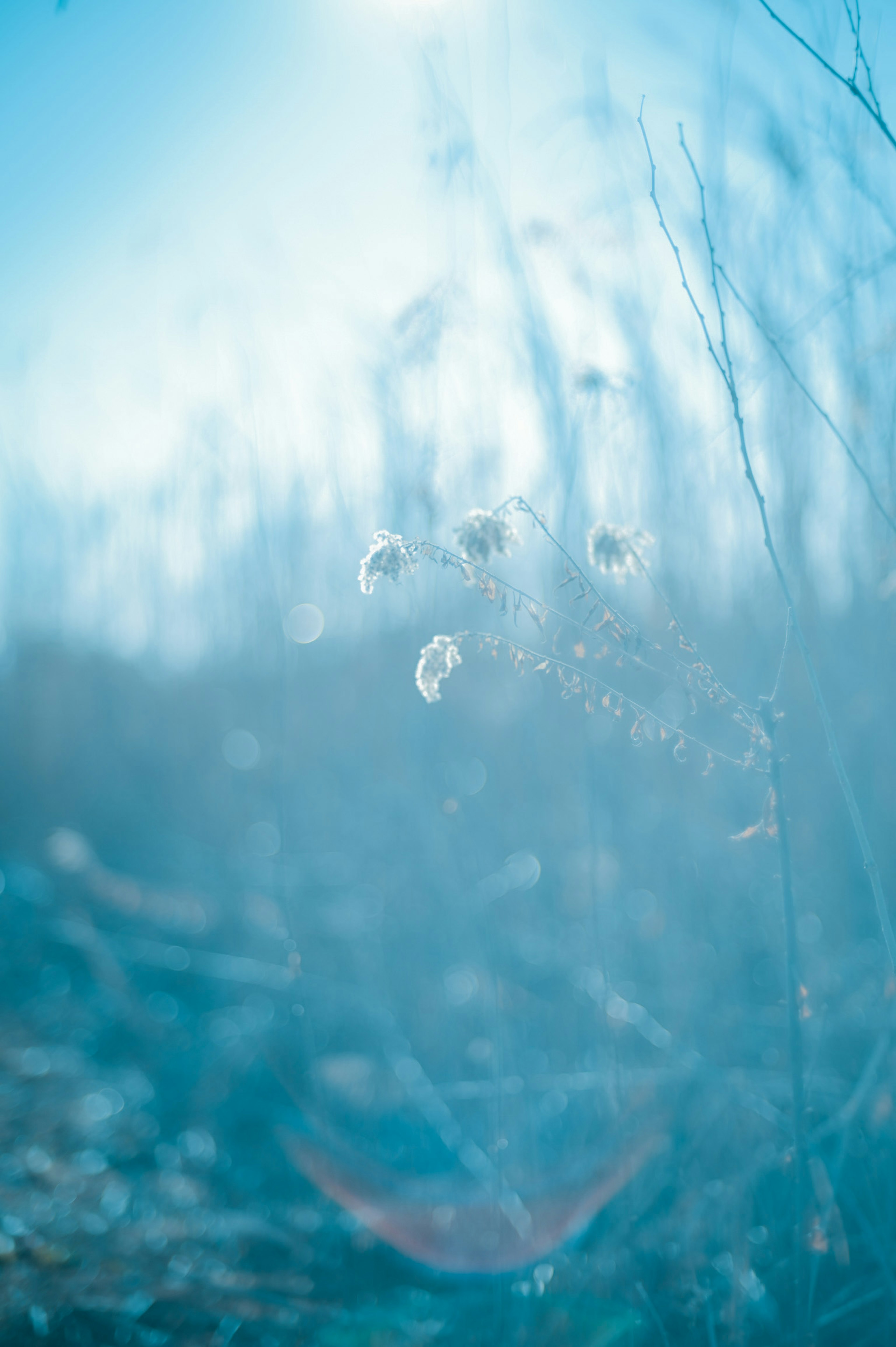 A blurred view of small white flowers against a blue background