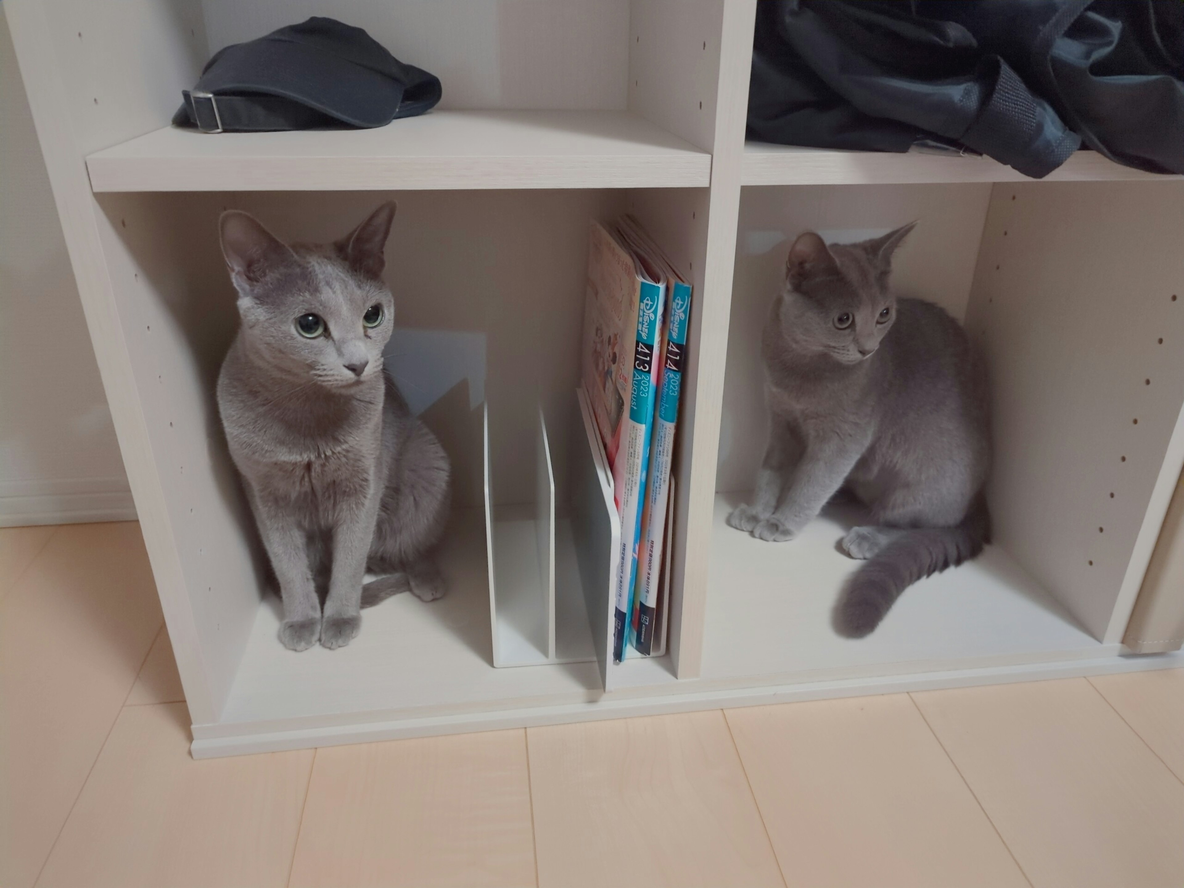 Dos gatos grises sentados en una estantería de un mueble