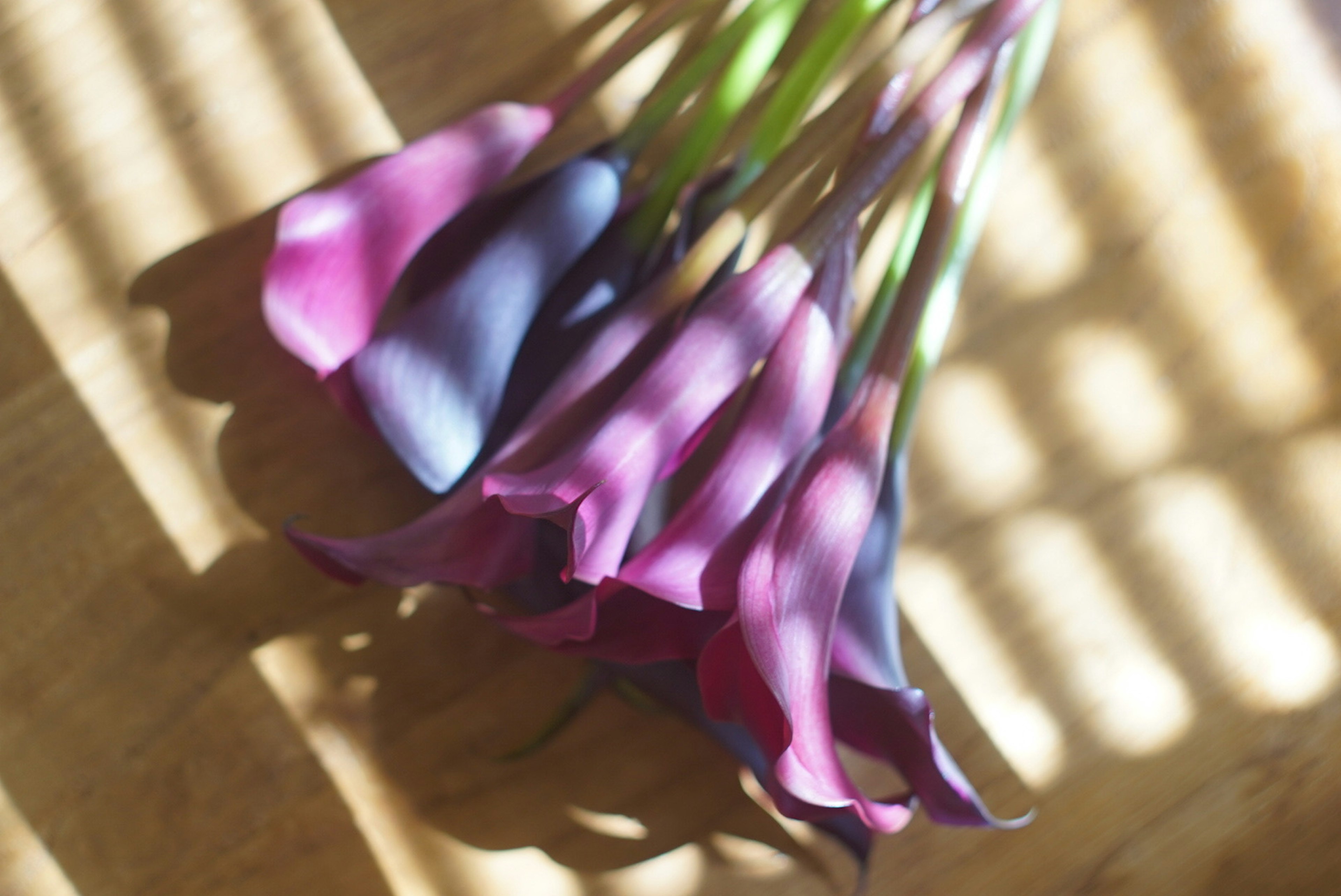 A bouquet of purple and blue calla lilies resting in shadows