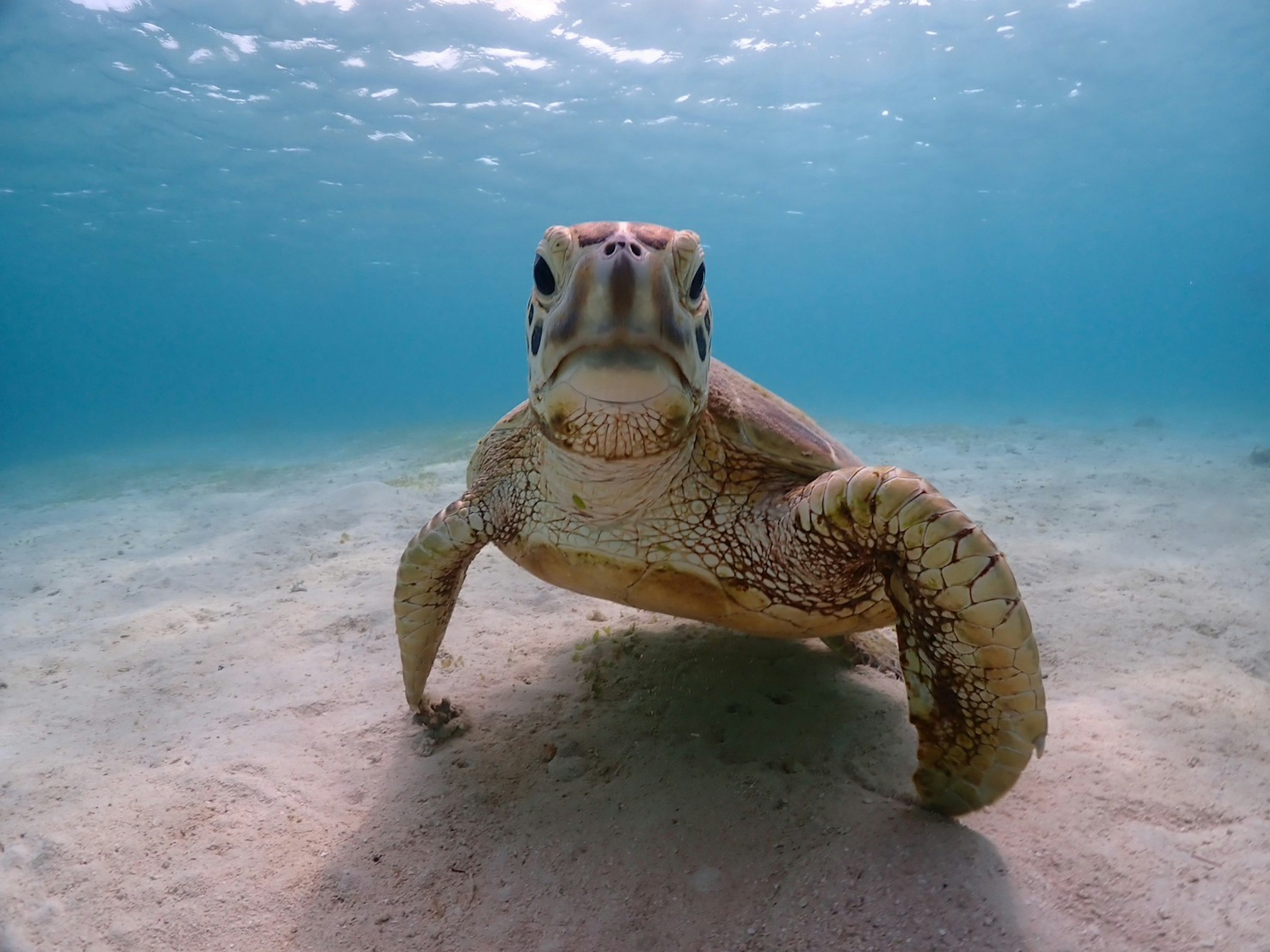 Una tortuga marina nadando bajo el agua con un fondo azul claro