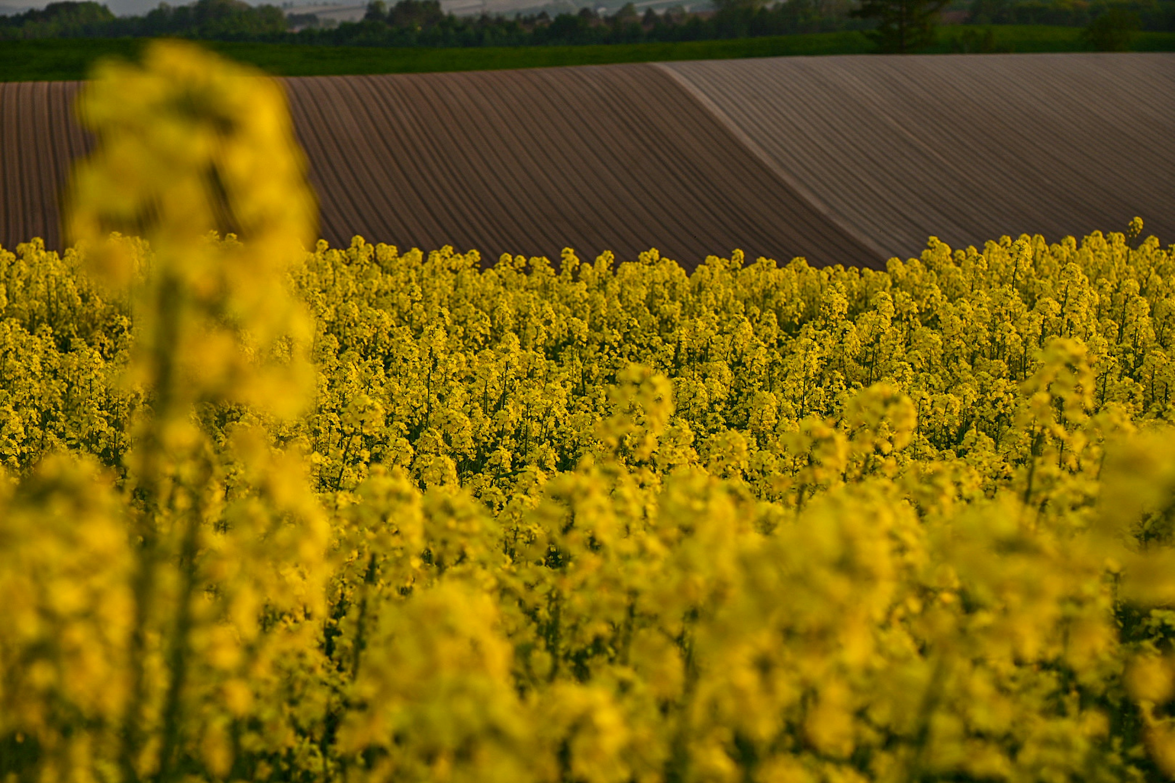 Vibrant yellow canola flowers in a field with a background of farmland