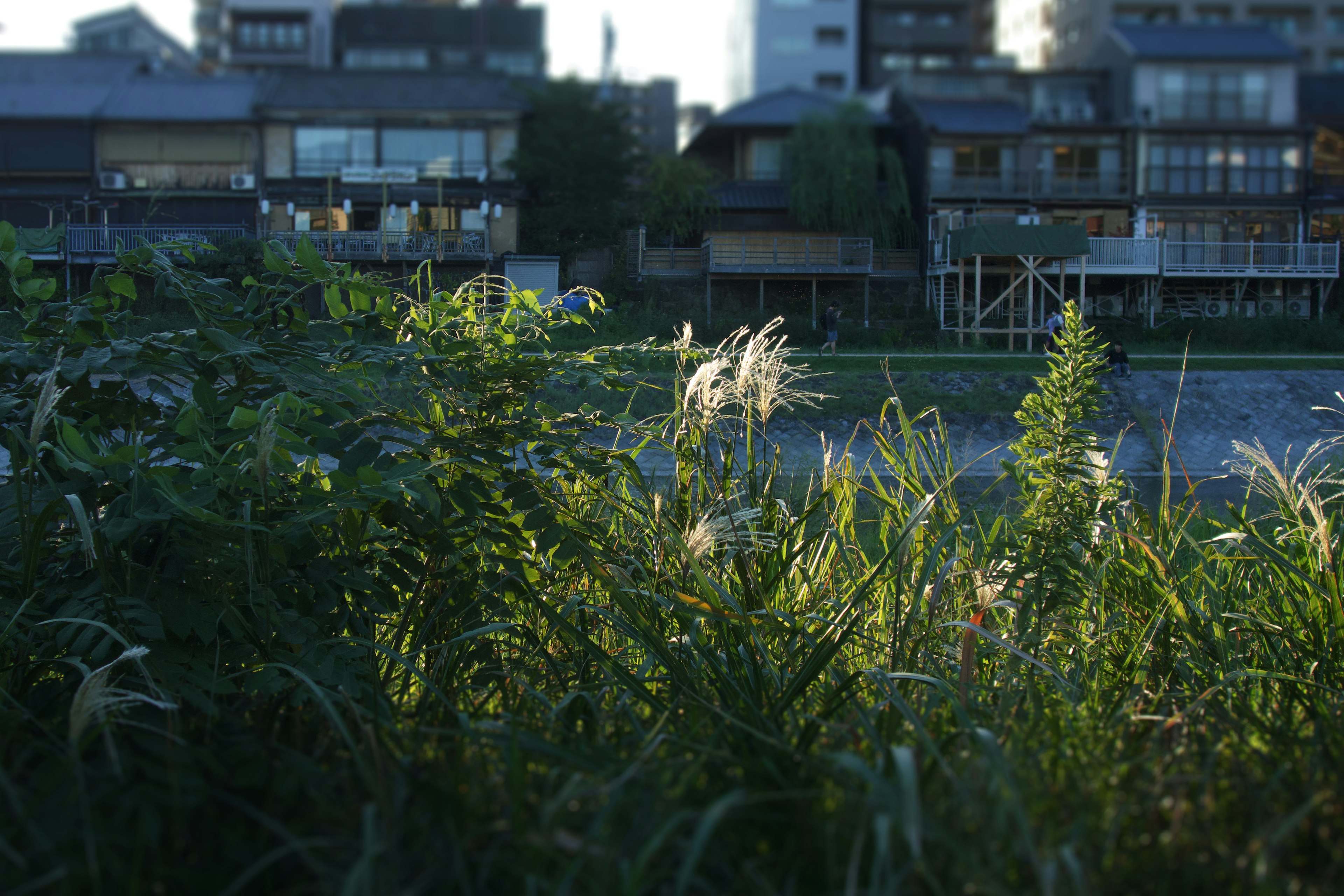 View of grass and buildings near a river blending nature and urban elements