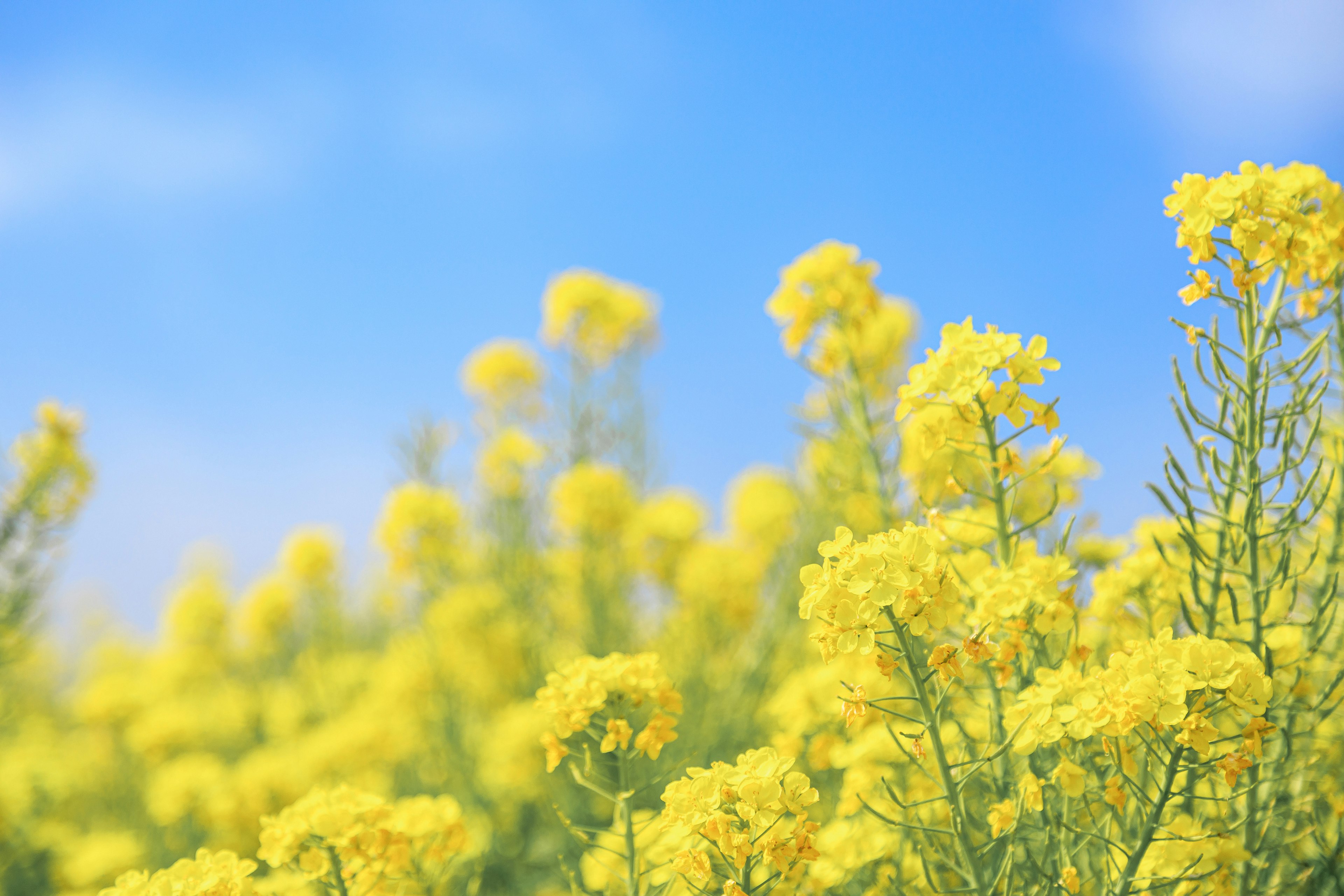 Bright yellow flowers blooming under a blue sky