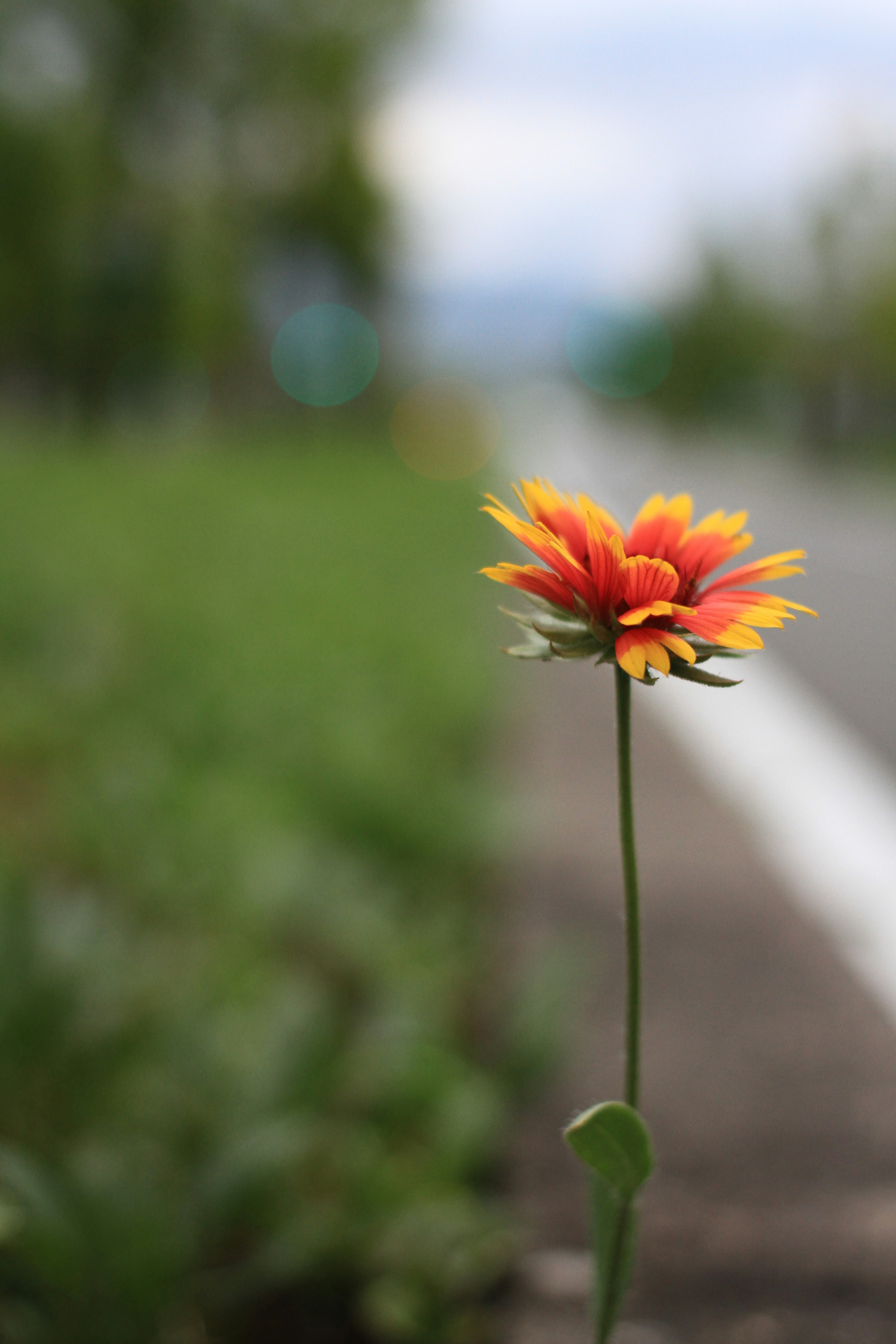 Une fleur vibrante orange et jaune fleurissant au bord de la route