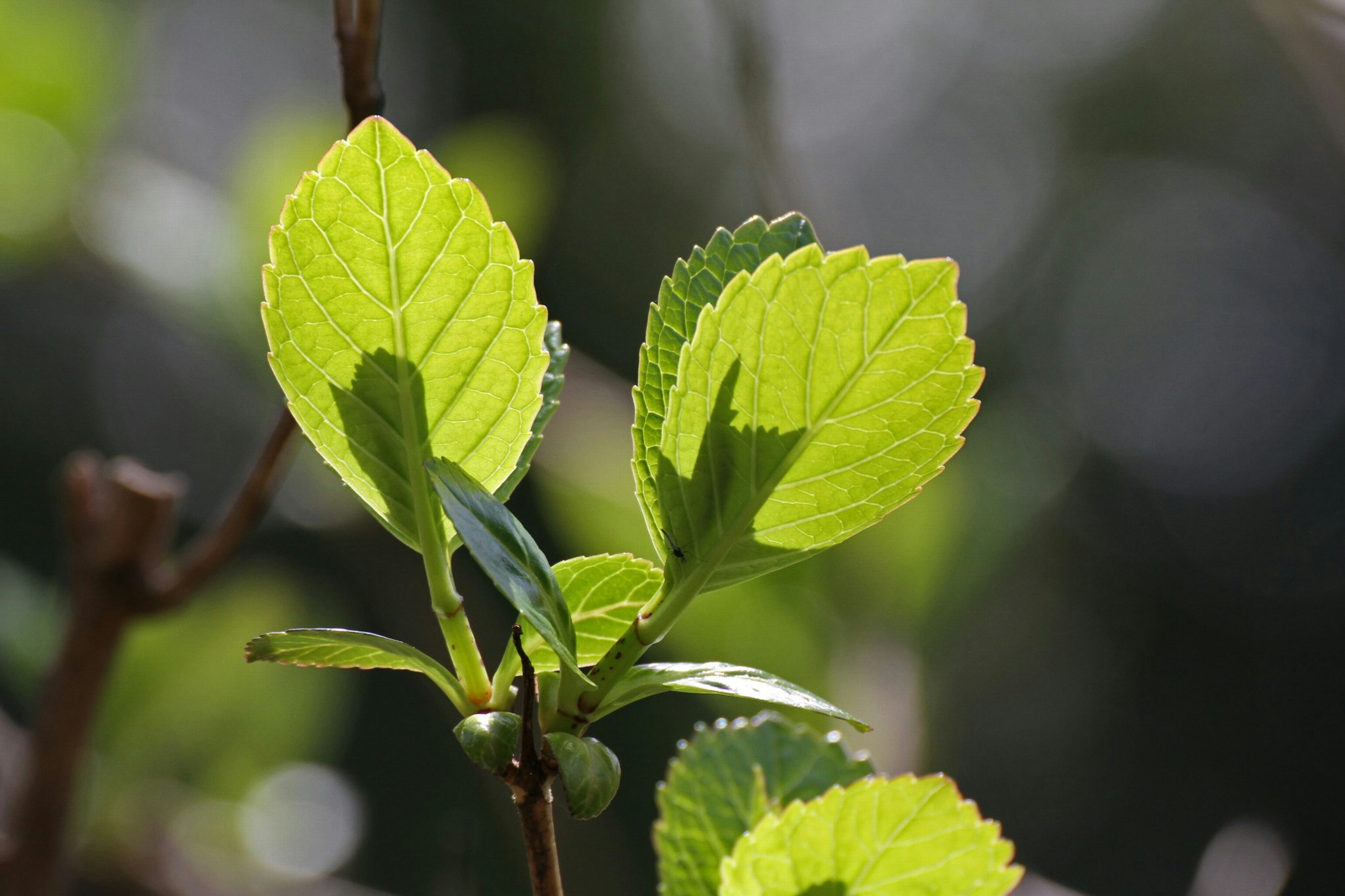 Frische grüne Blätter, beleuchtet von Sonnenlicht