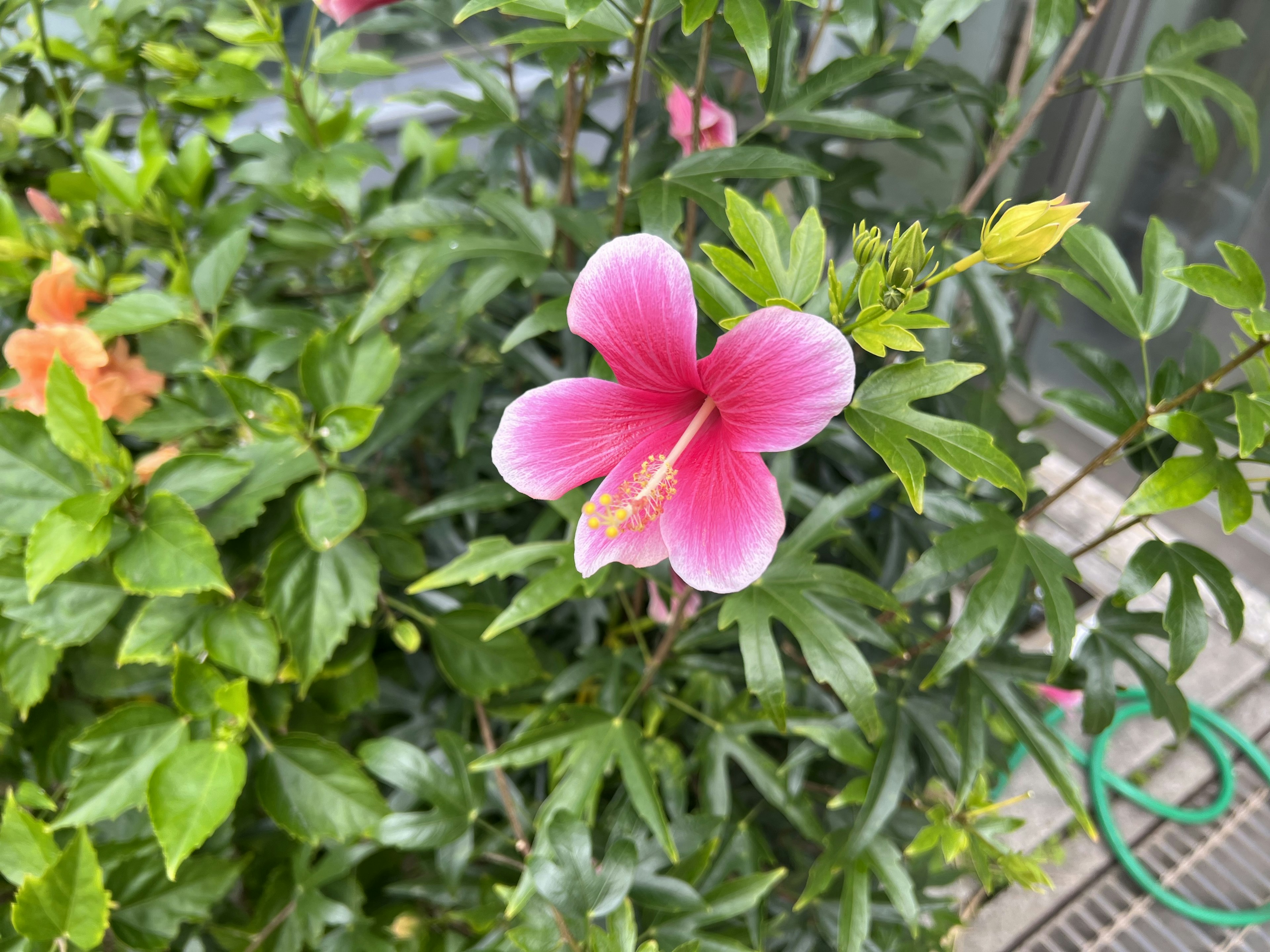 Sebuah bunga hibiscus pink dikelilingi daun hijau