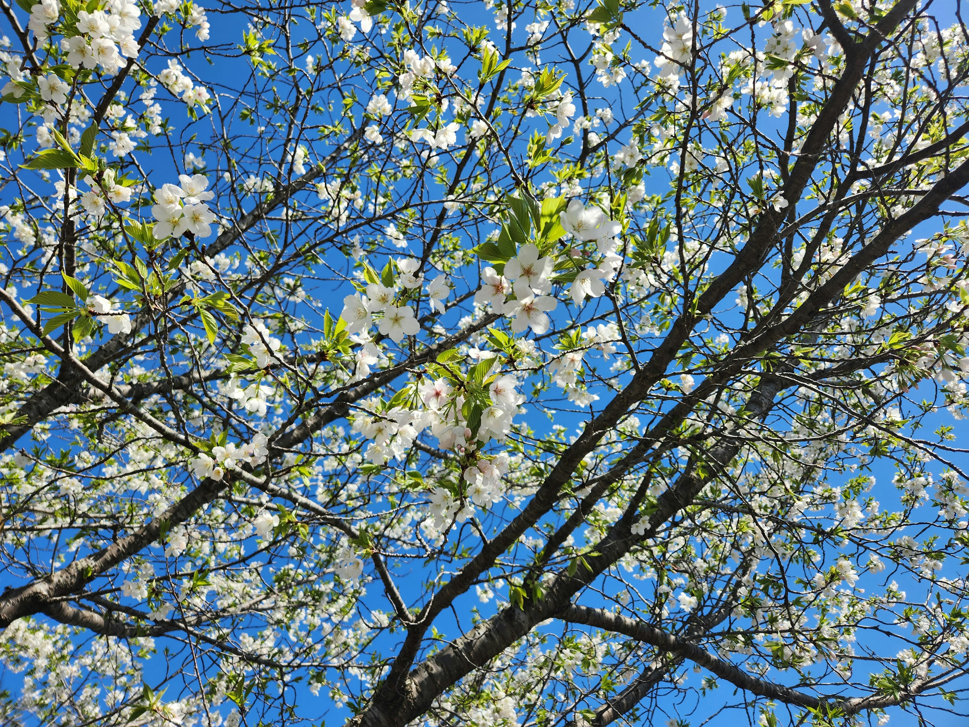 Branches of white flowers under a blue sky