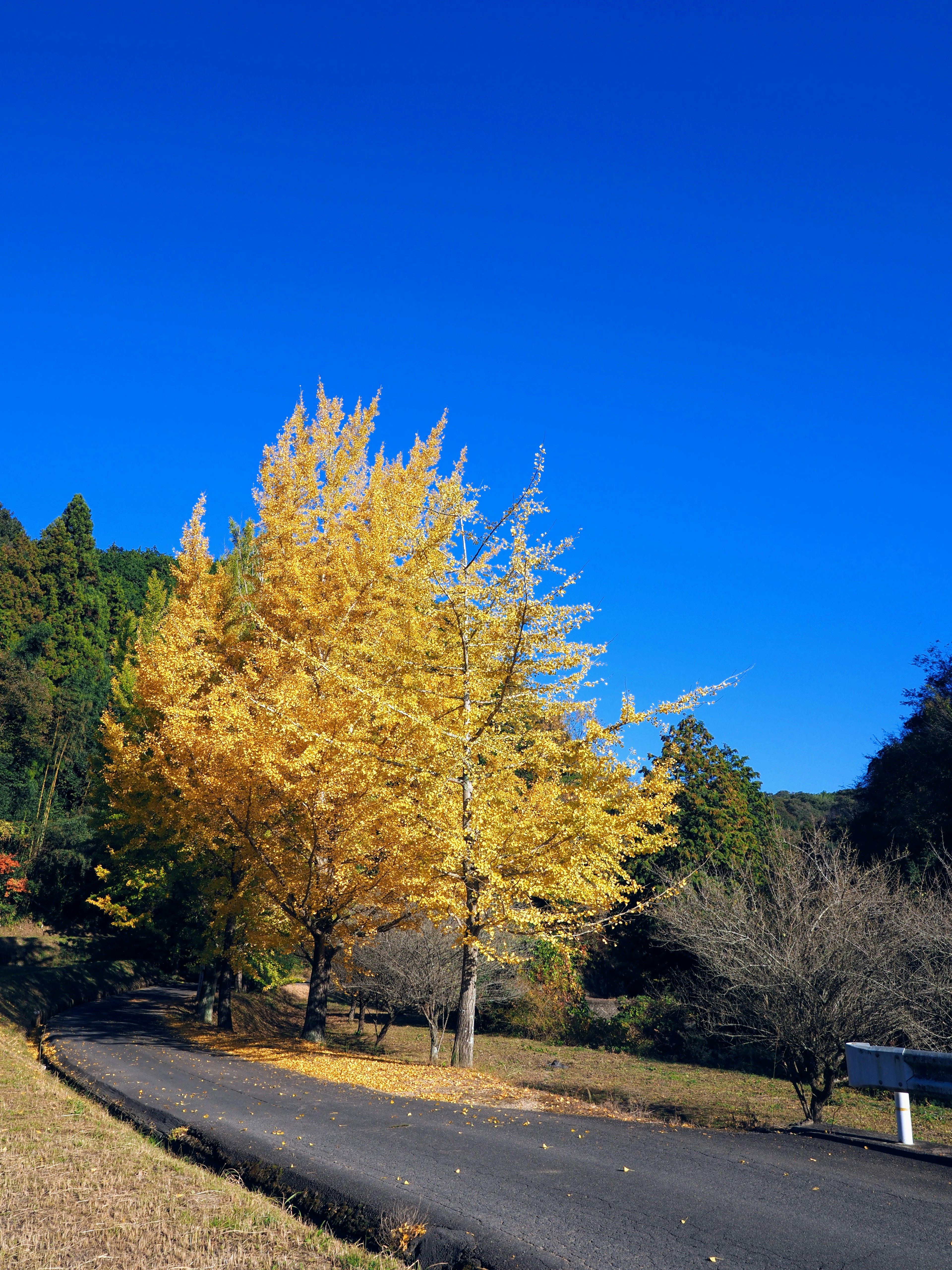 A ginkgo tree with yellow leaves stands under a blue sky