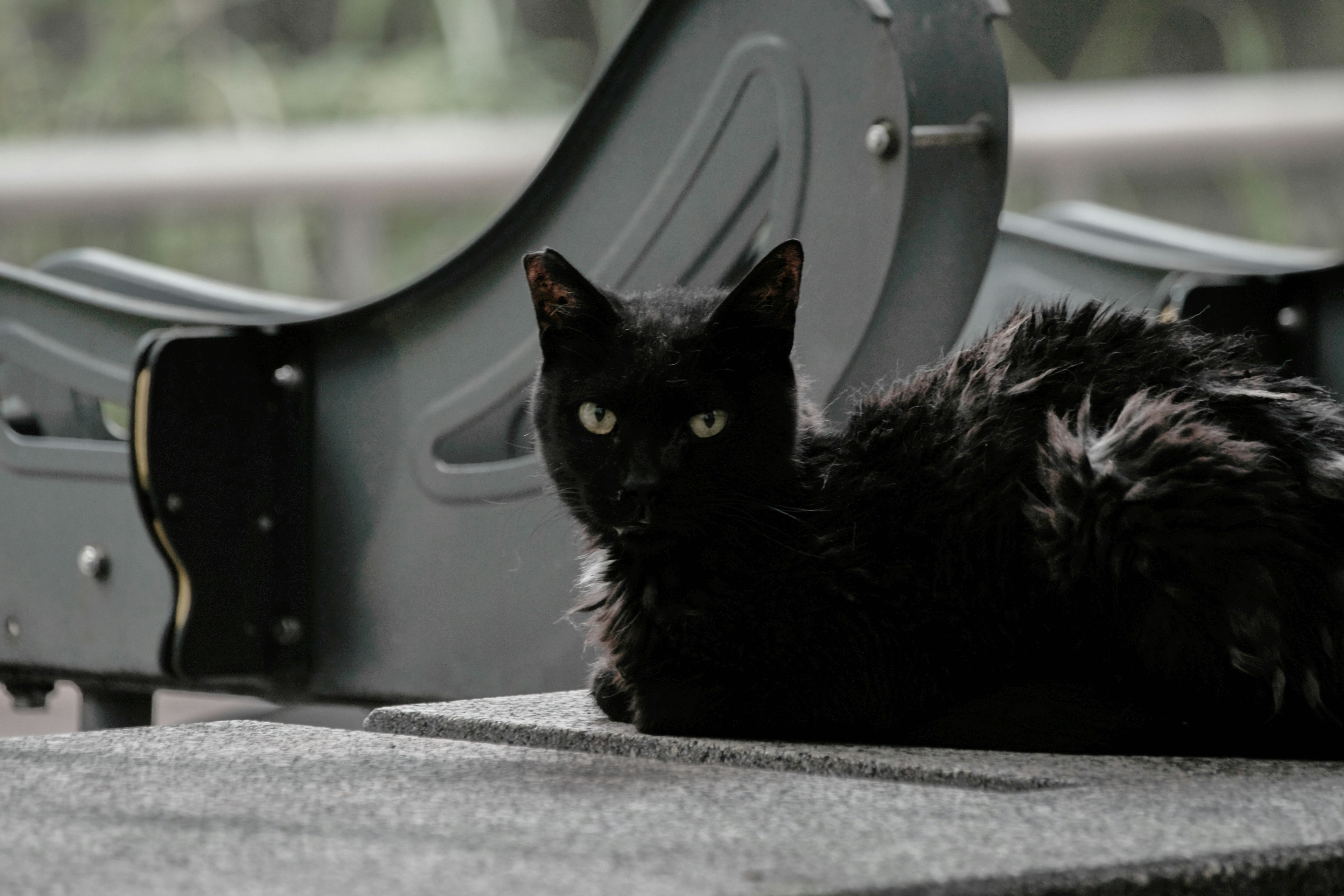 Un gato negro acostado sobre una superficie de diseño elegante Sus ojos son agudos y enfocados