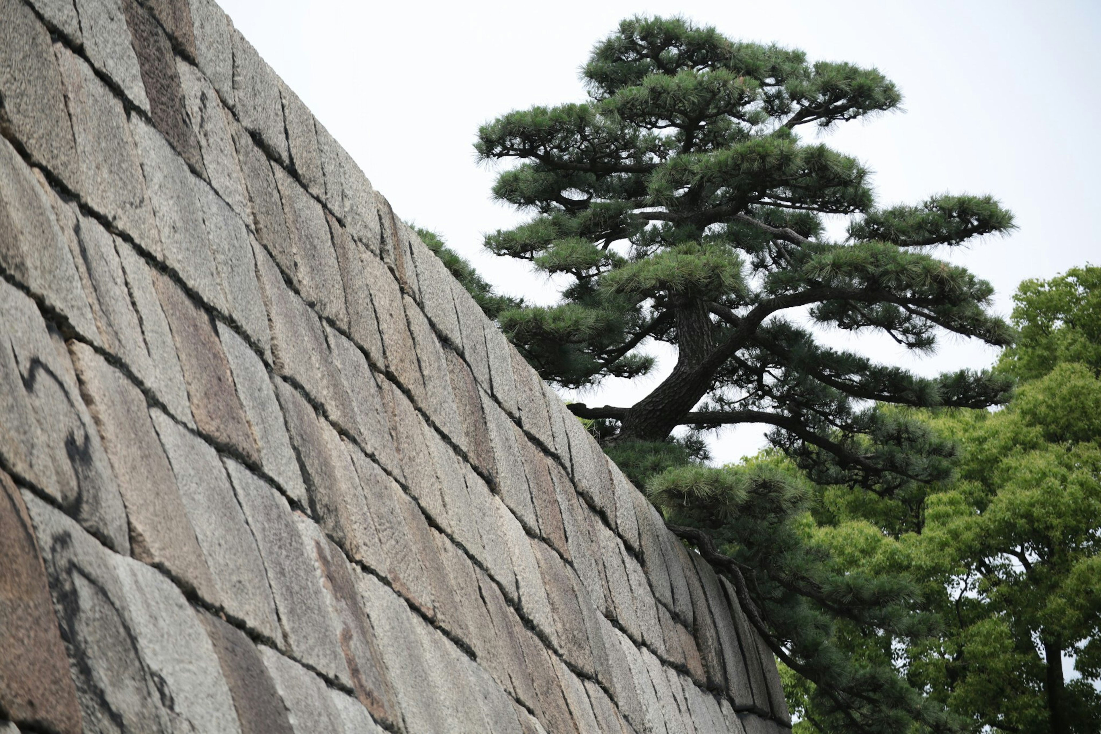 Árbol de pino sobre muro de piedra con vegetación circundante