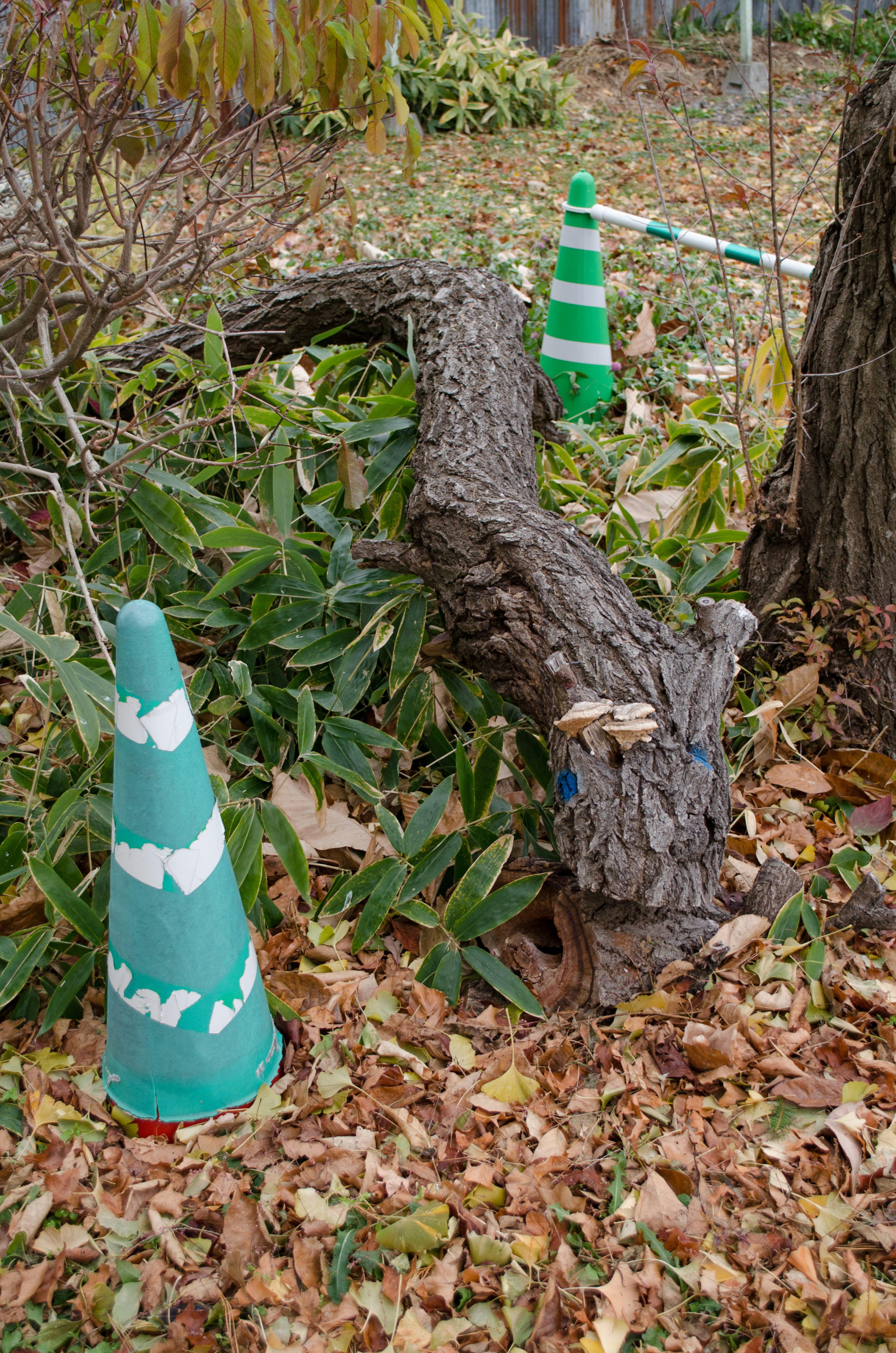 Un tronco d'albero caduto circondato da coni stradali verdi in un giardino