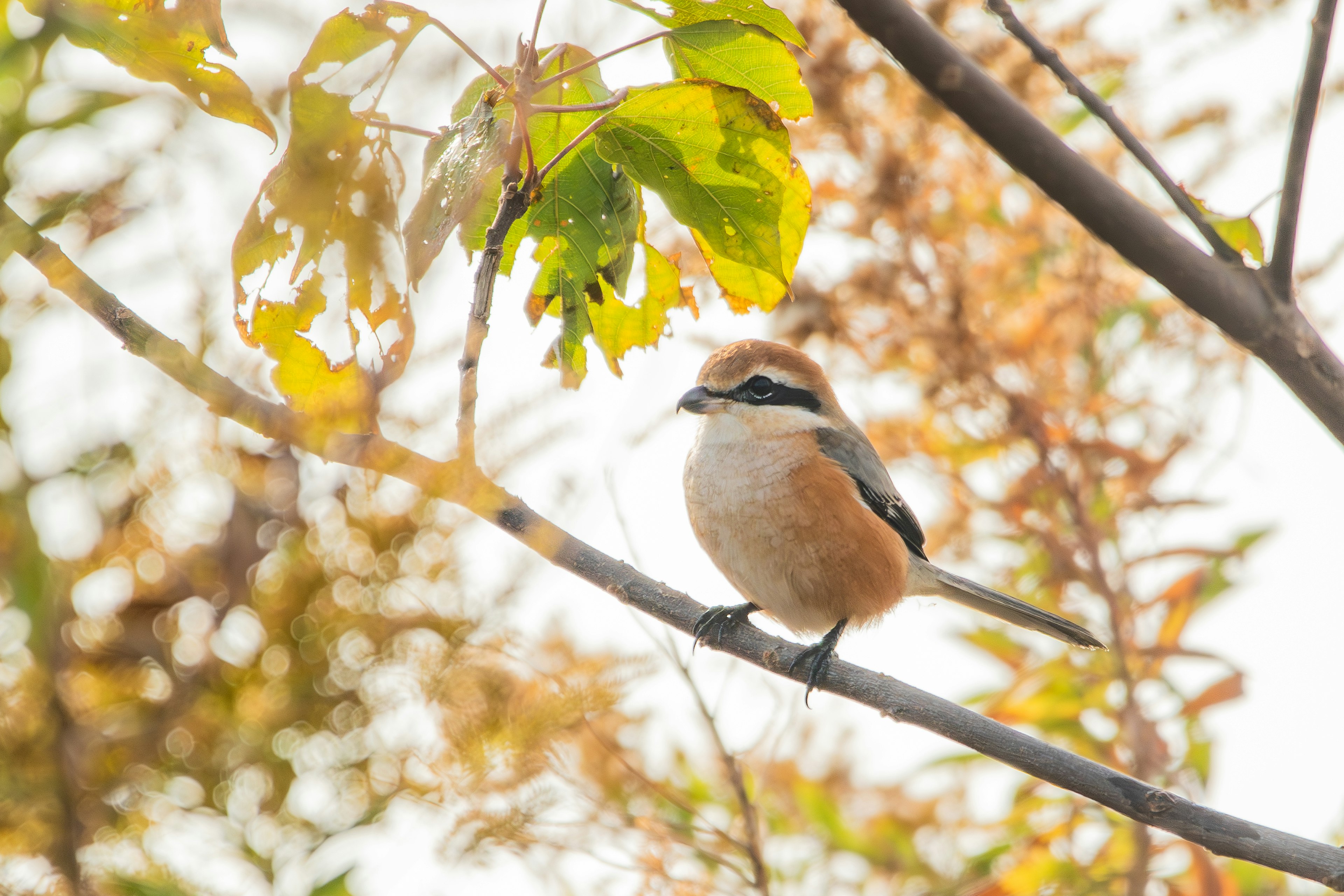 Ein braun-weißes Vogel auf einem Ast umgeben von Herbstblättern