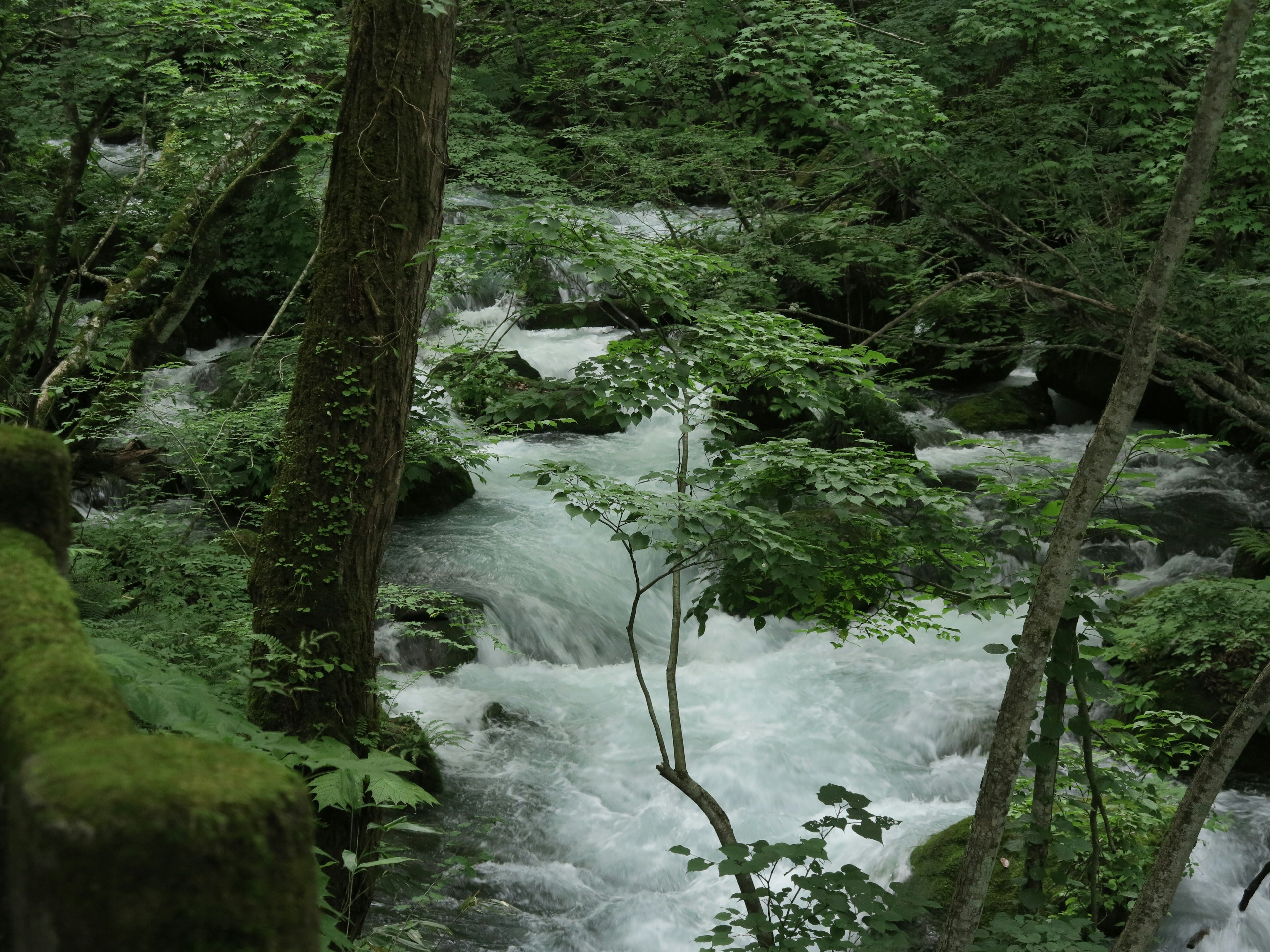 Scenic view of a clear stream flowing through lush green forest