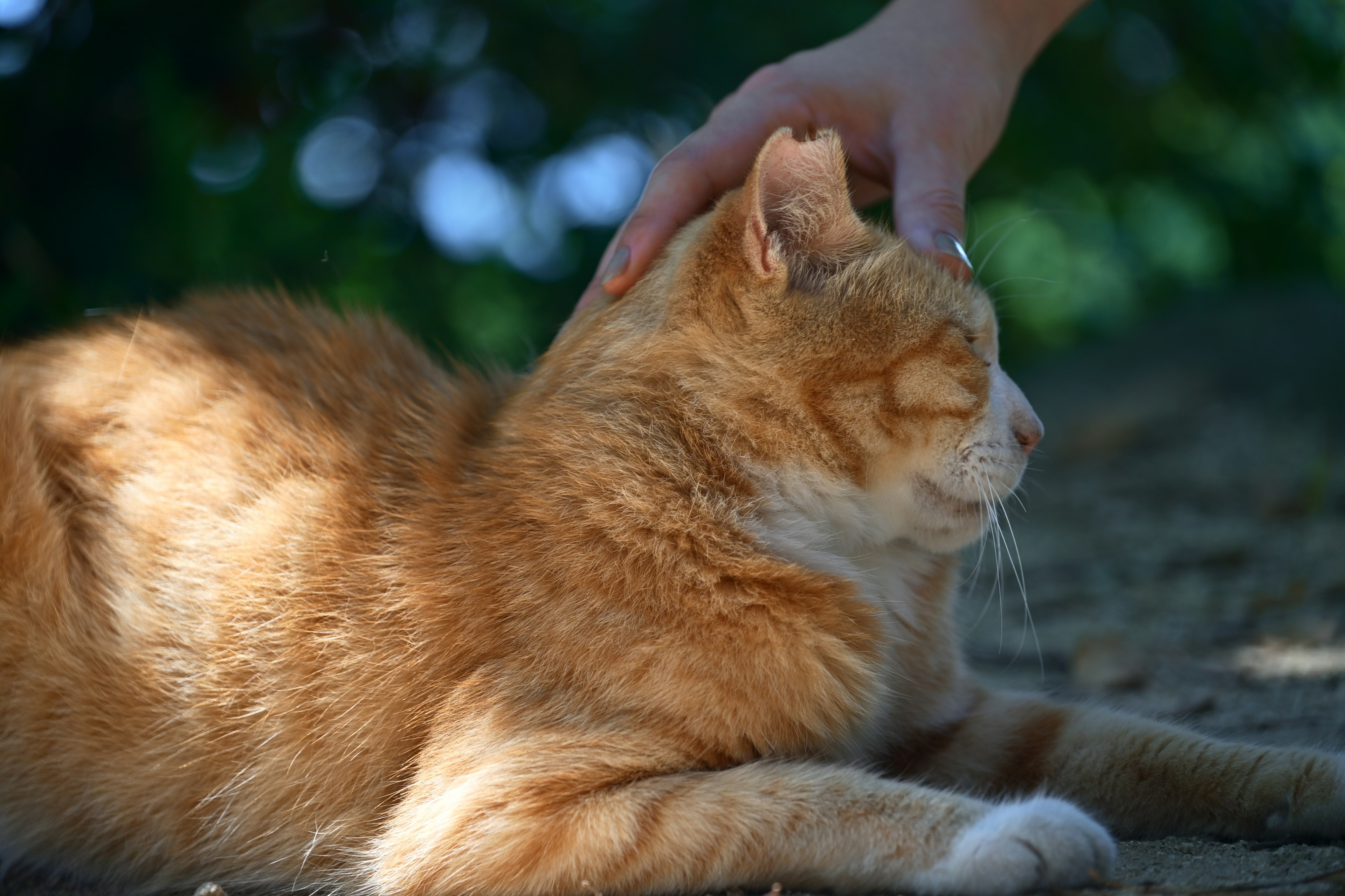 Gatto arancione sdraiato che viene accarezzato