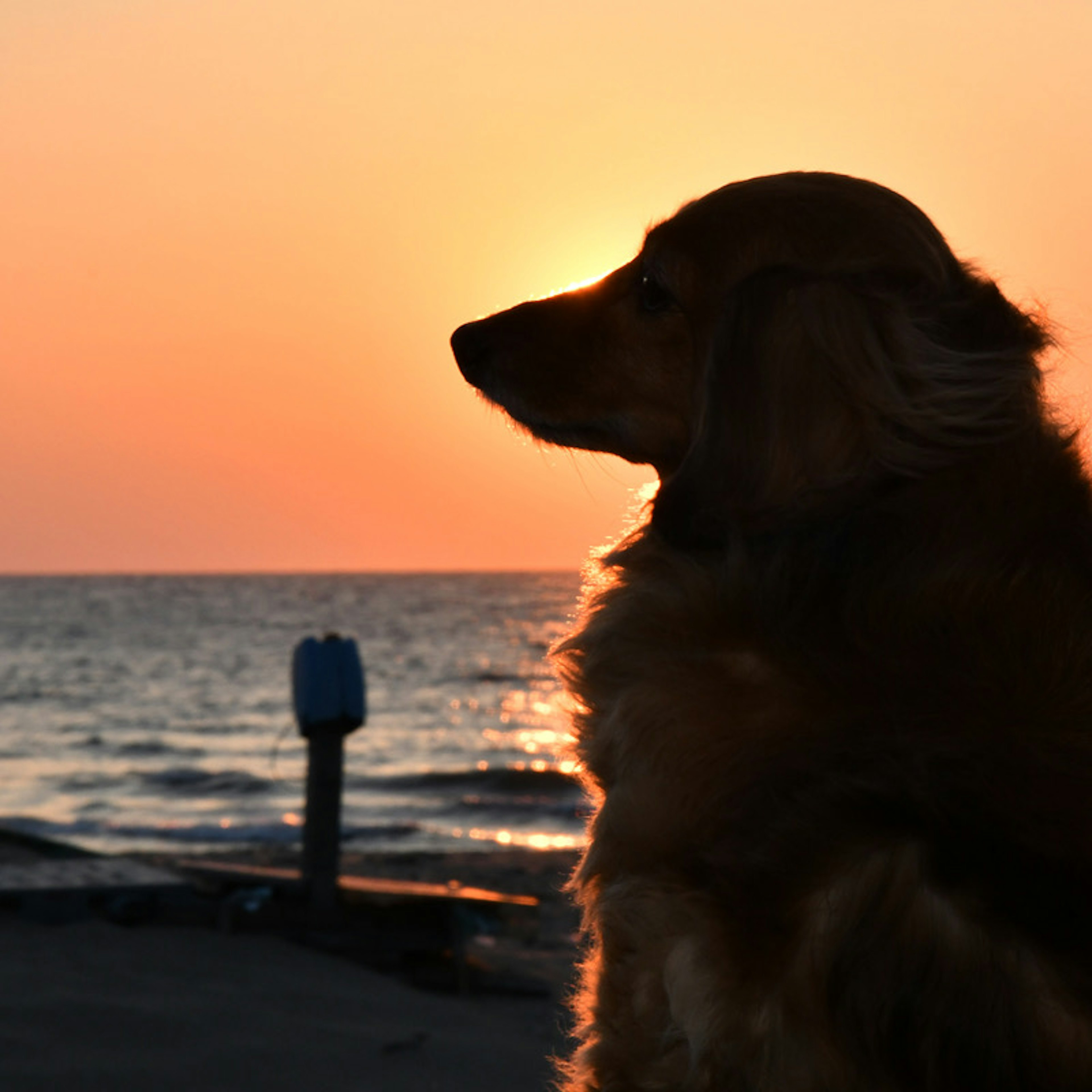 Silhouette of a dog against a sunset by the sea