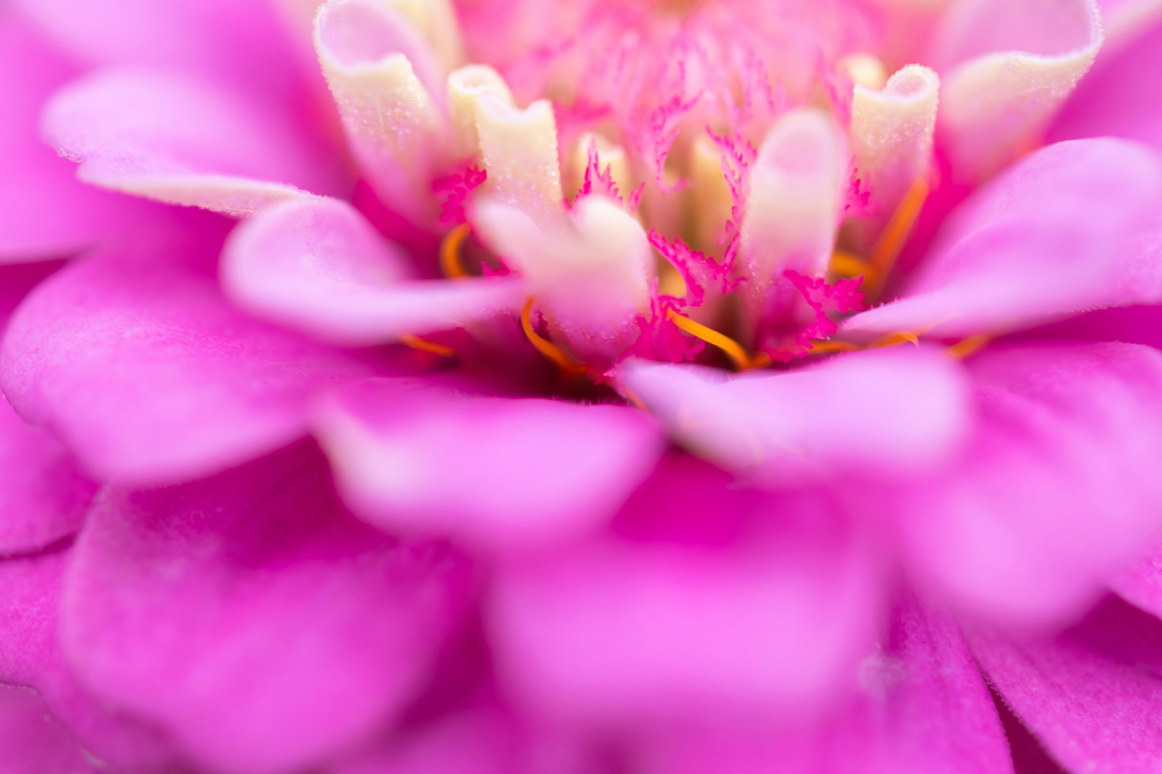 ピンクの花びらとクリーム色の中心を持つ花のクローズアップ