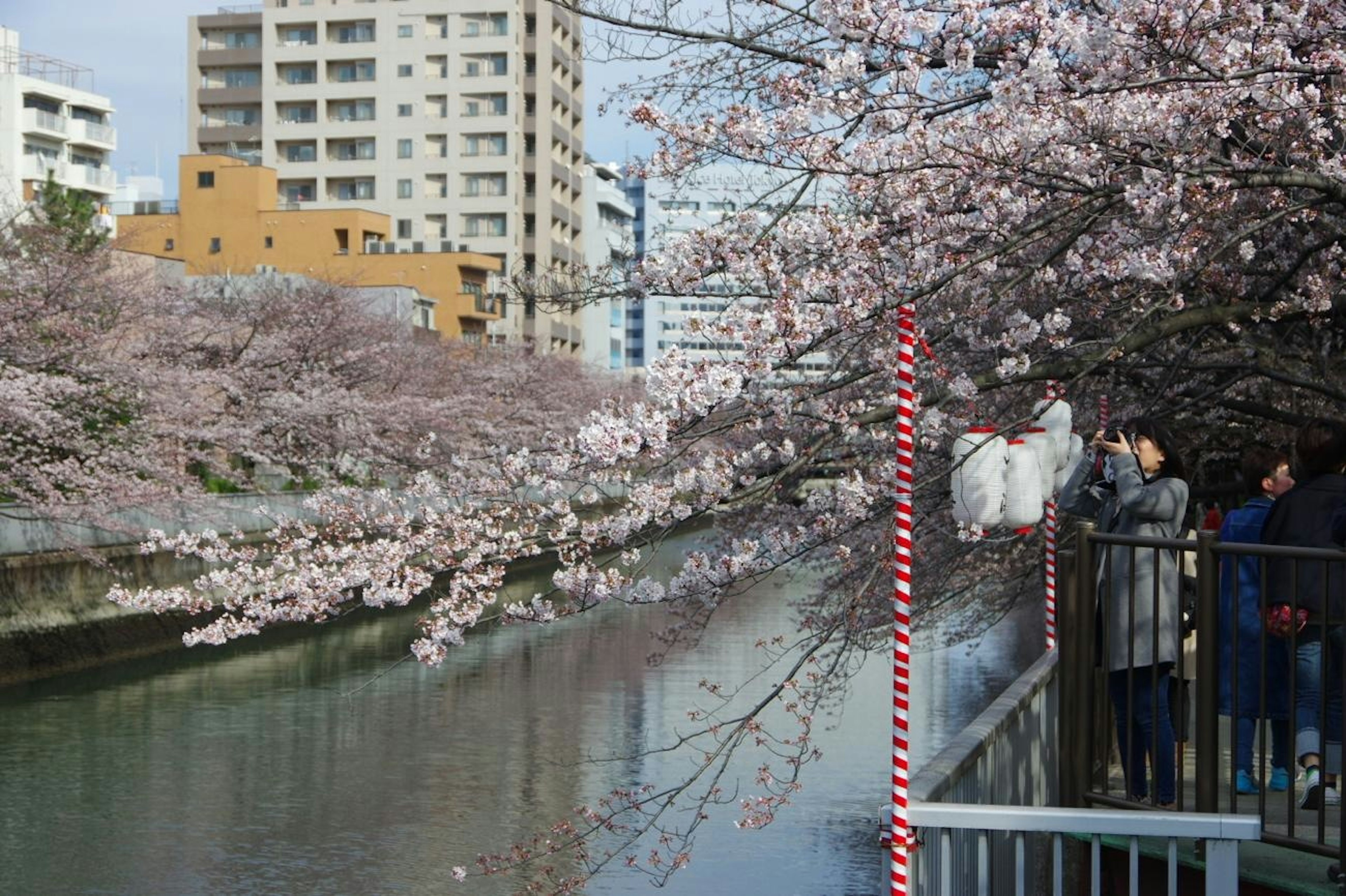 Turistas tomando fotos junto a un cerezo a lo largo de un río