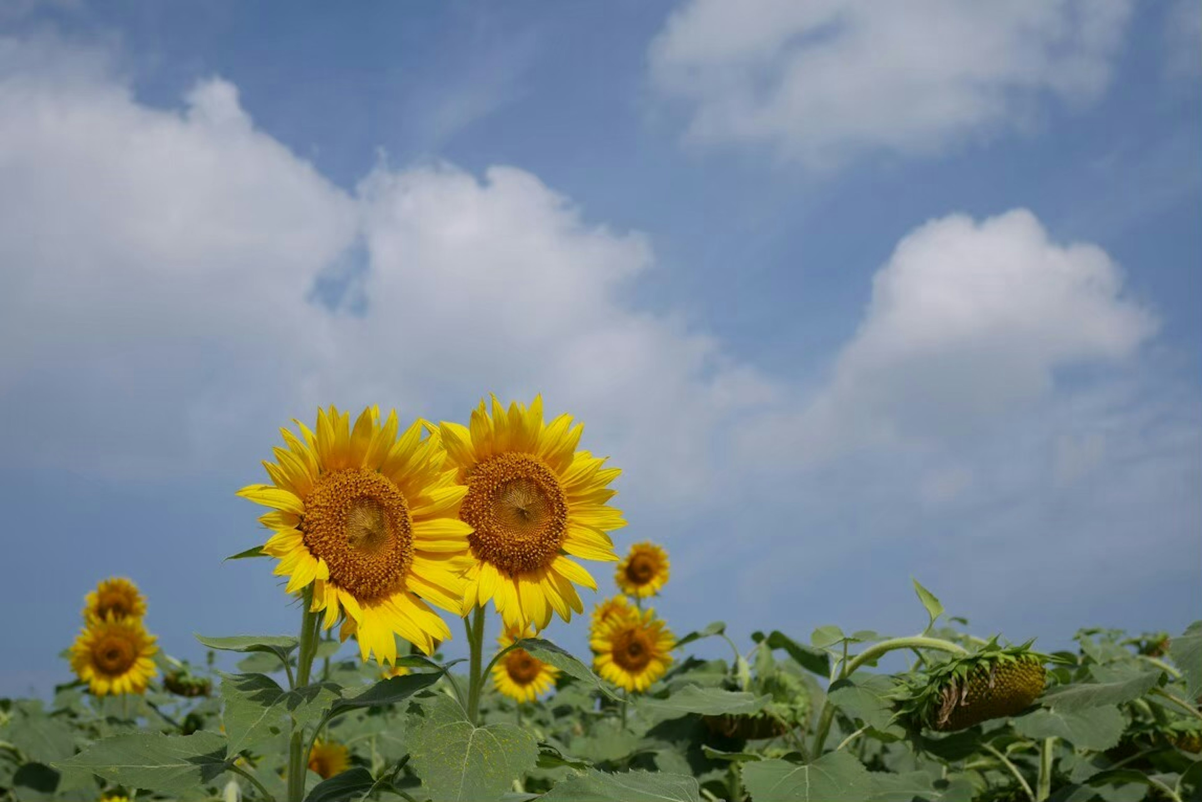 Un grupo de girasoles bajo un cielo azul