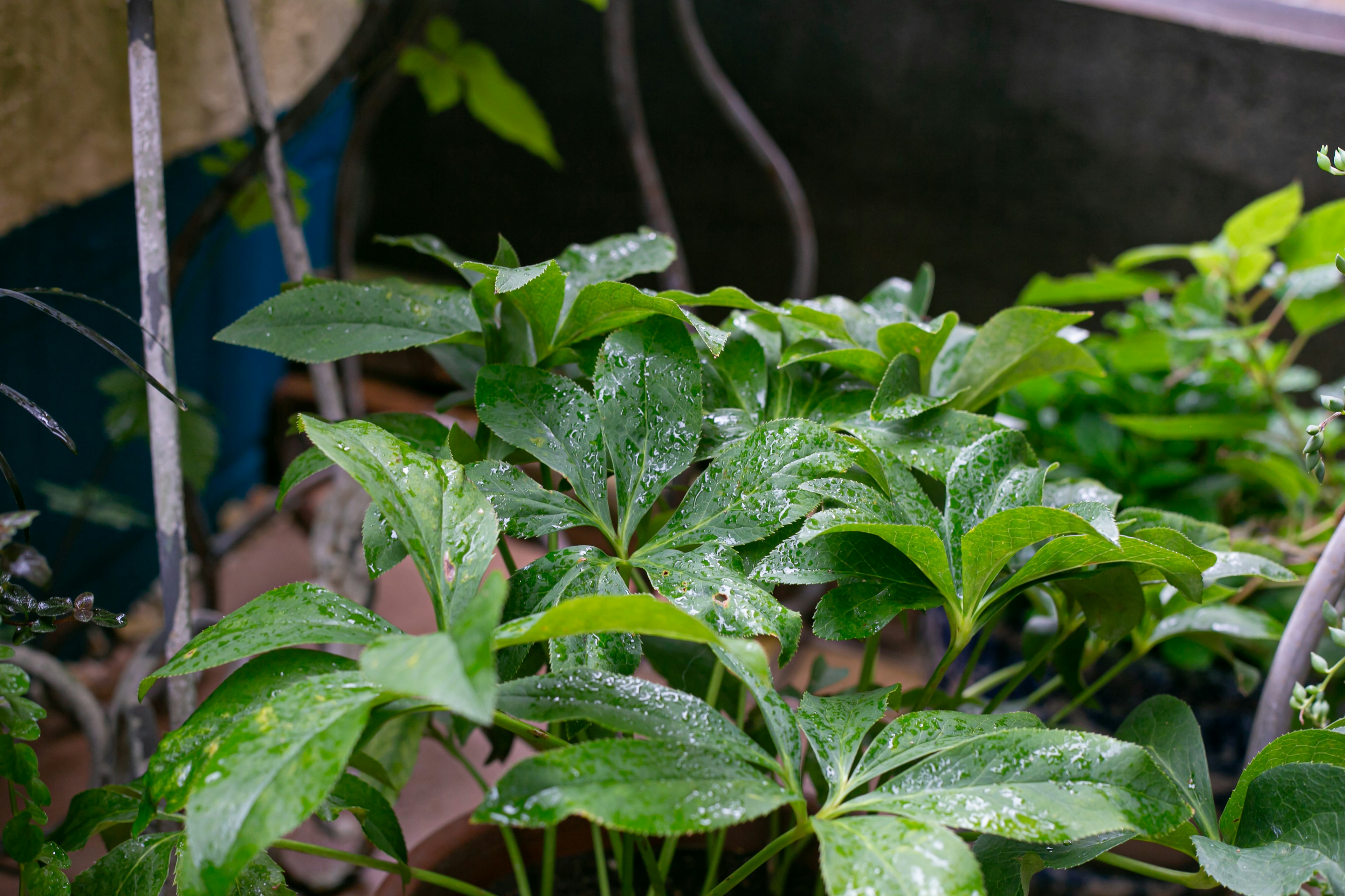 Close-up daun hijau dengan tetesan air pada tanaman