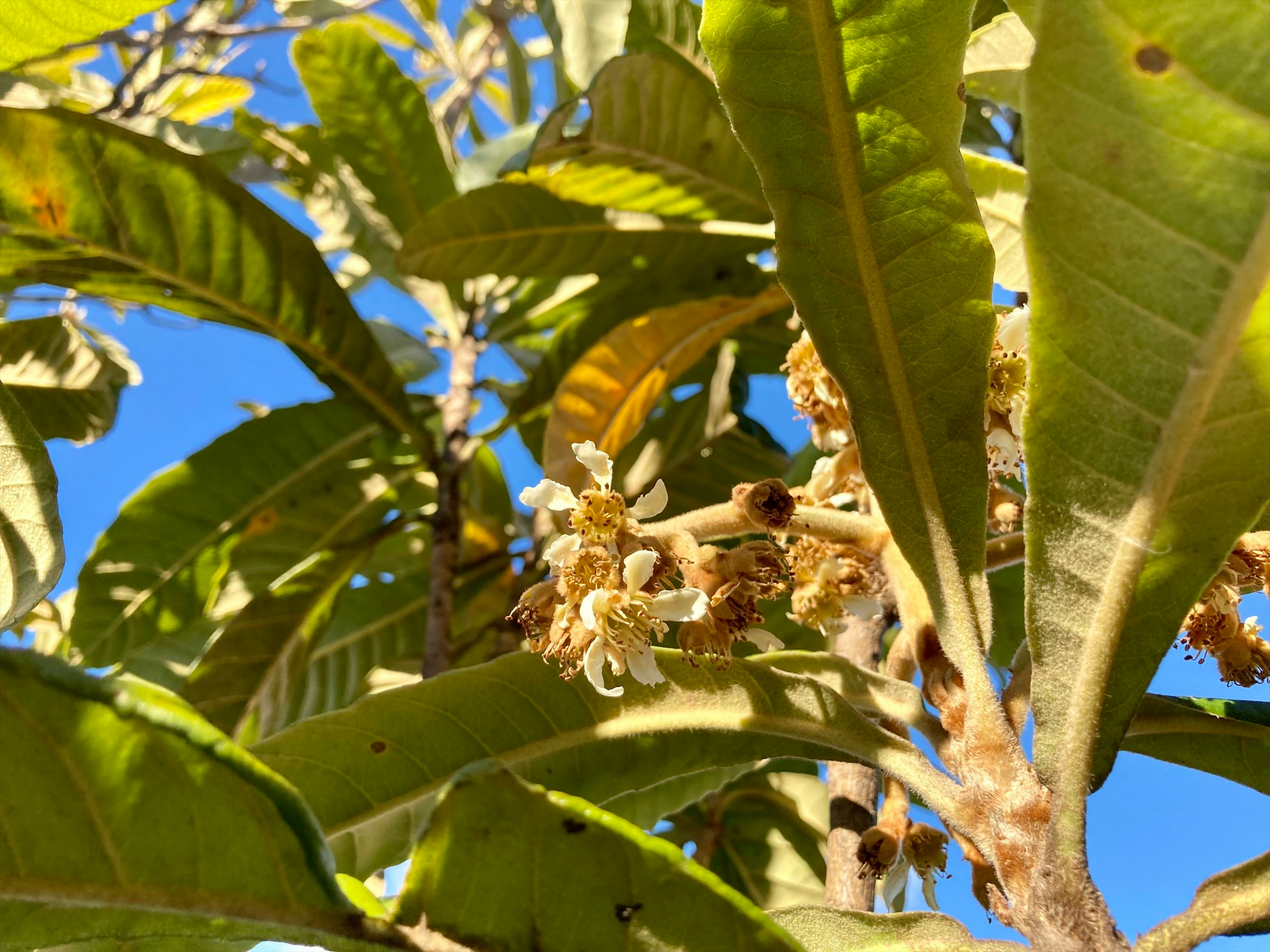 Baum mit weißen Blumen zwischen grünen Blättern sichtbar