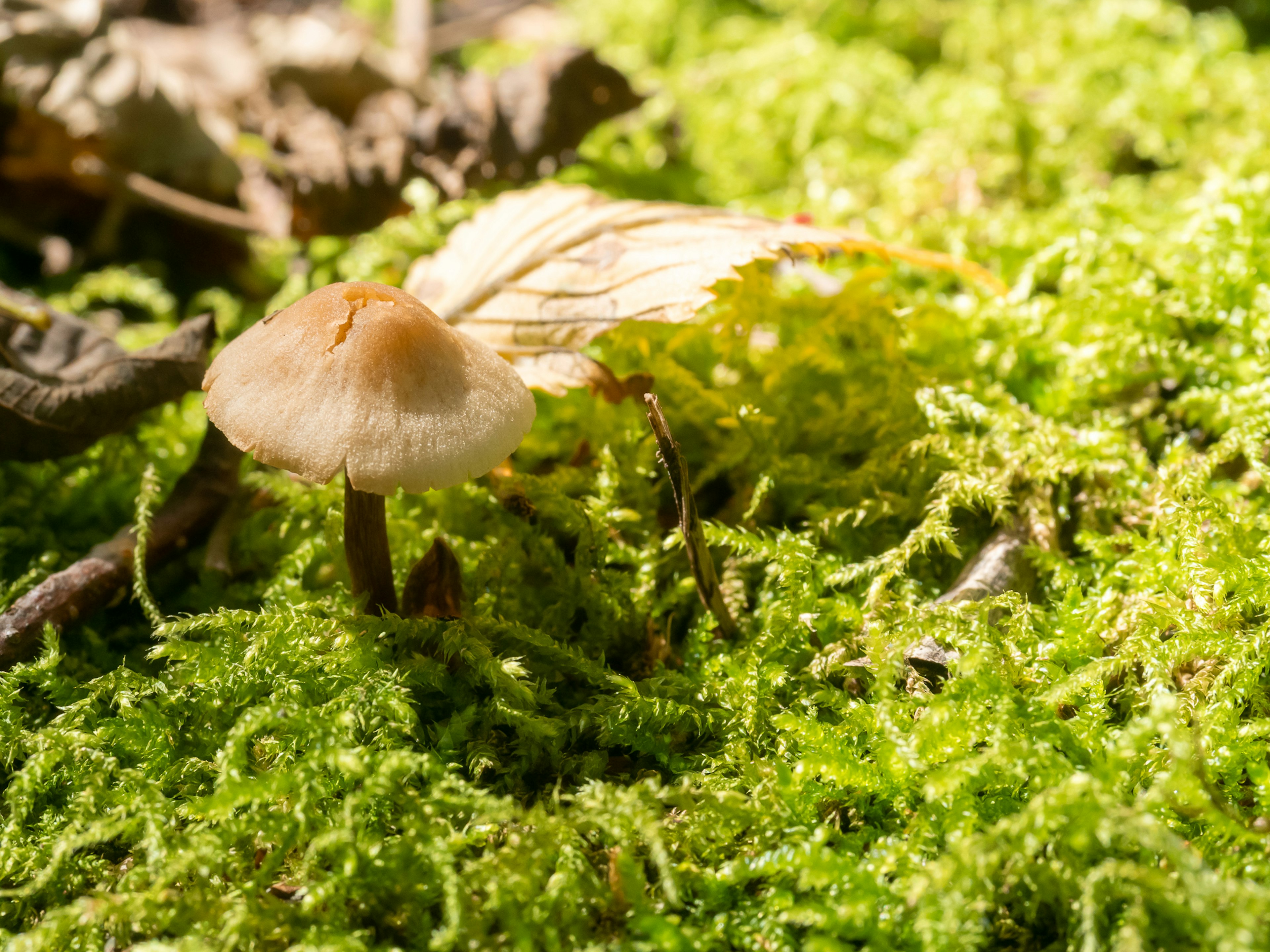 Un petit champignon et une feuille sèche sur de la mousse verte vibrante dans un cadre naturel