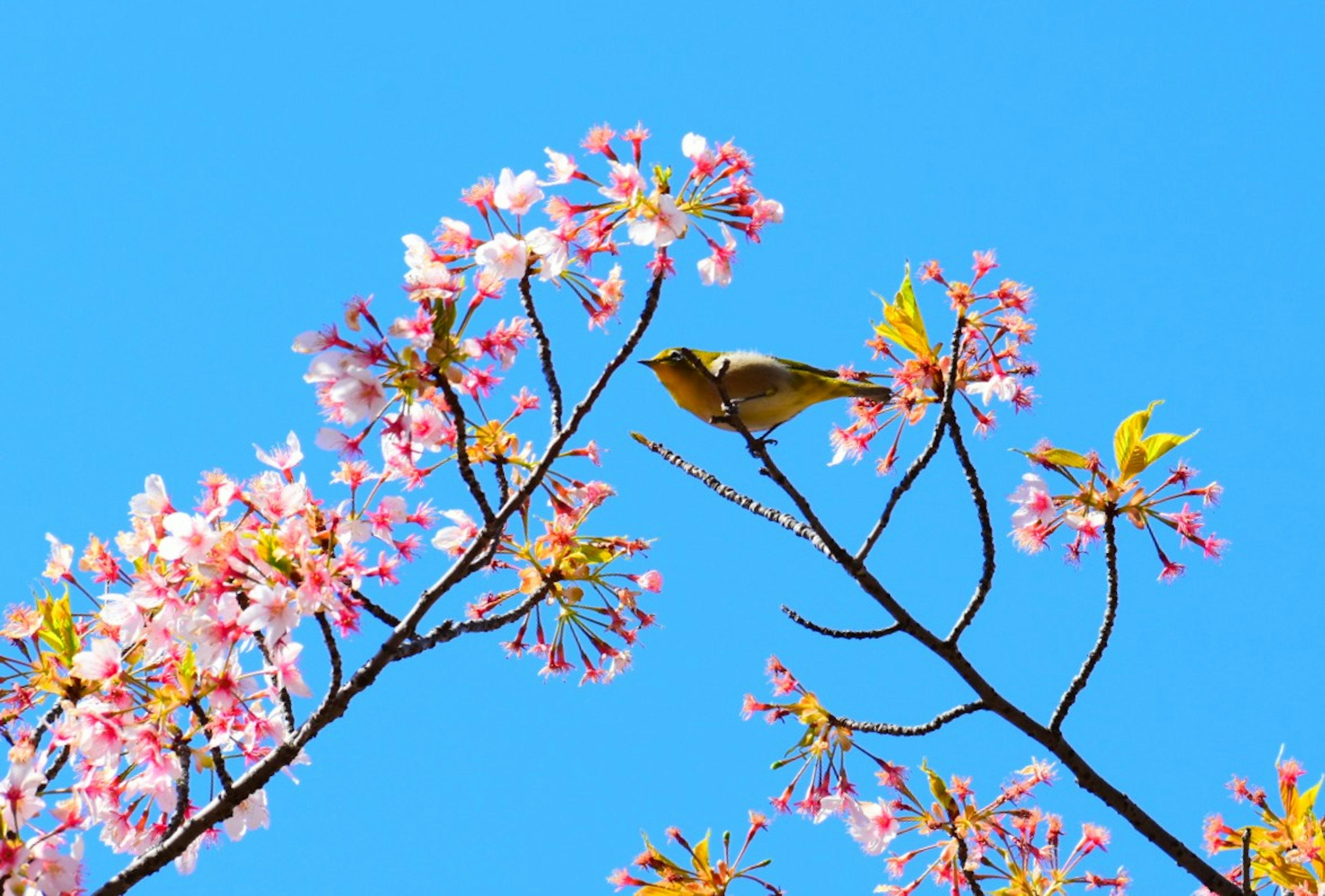 Seekor burung bertengger di antara bunga sakura di bawah langit biru