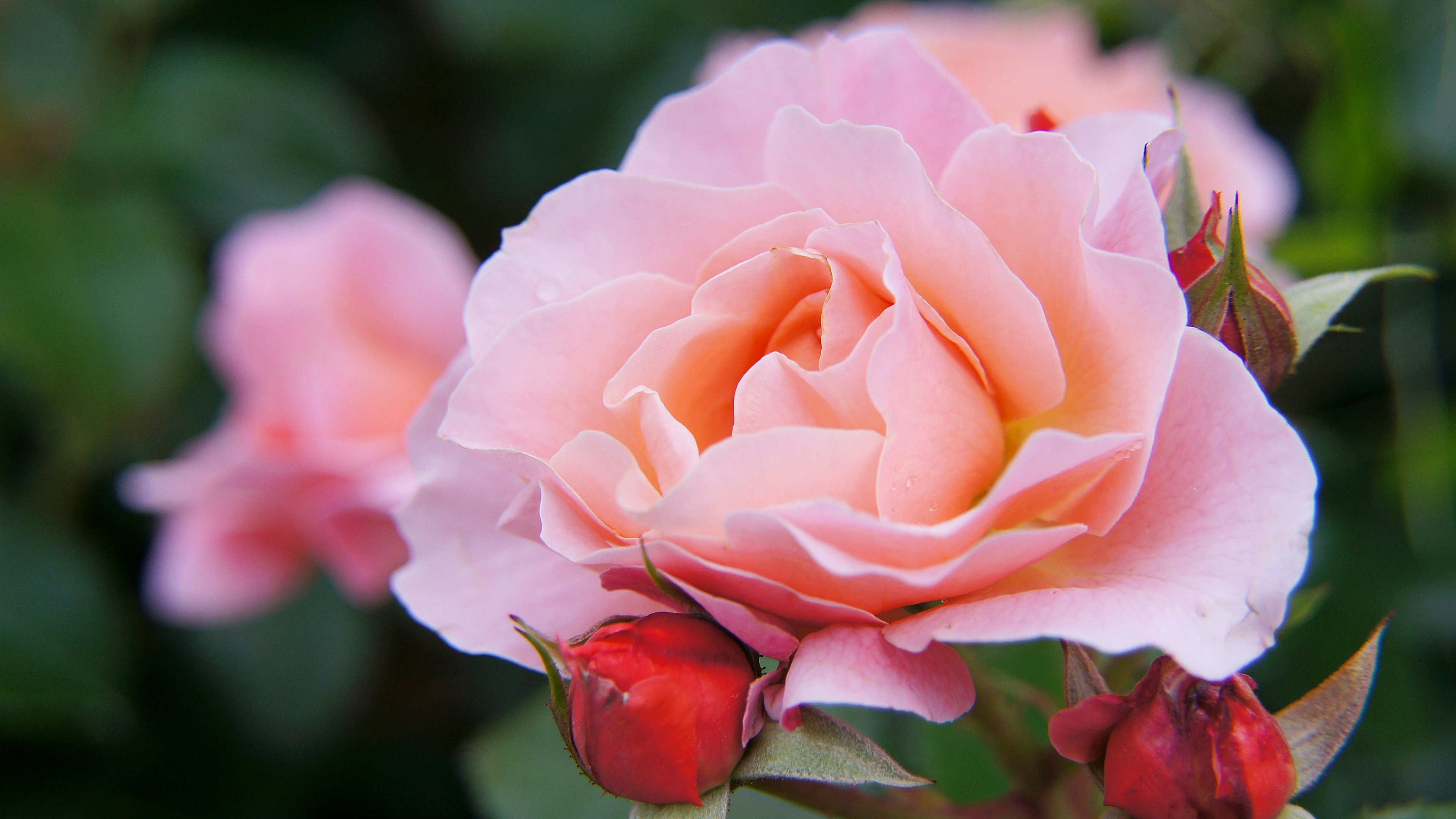 柔らかいピンクのバラの花とつぼみがある近接写真