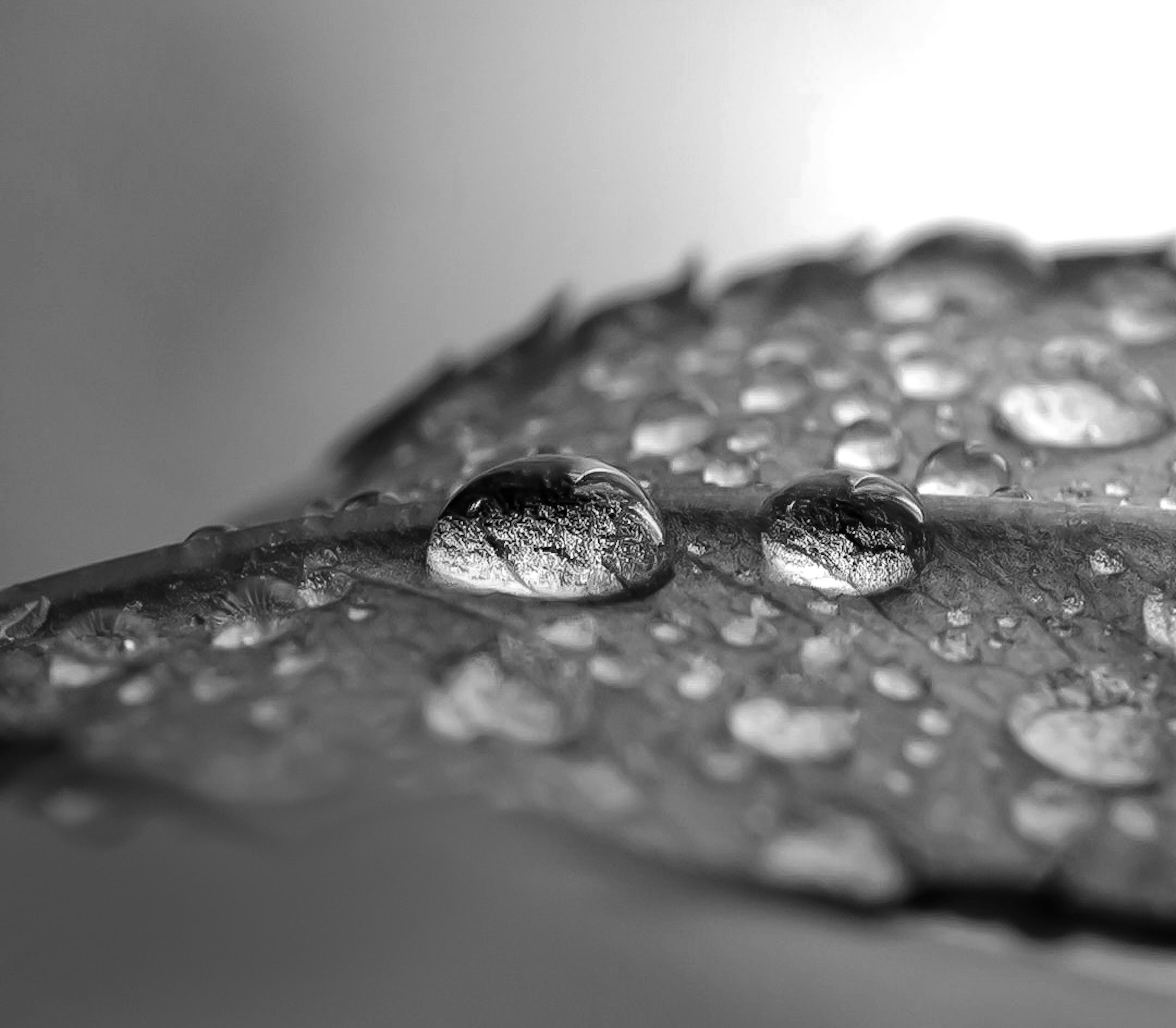 Gambar close-up tetesan air di atas daun hitam putih