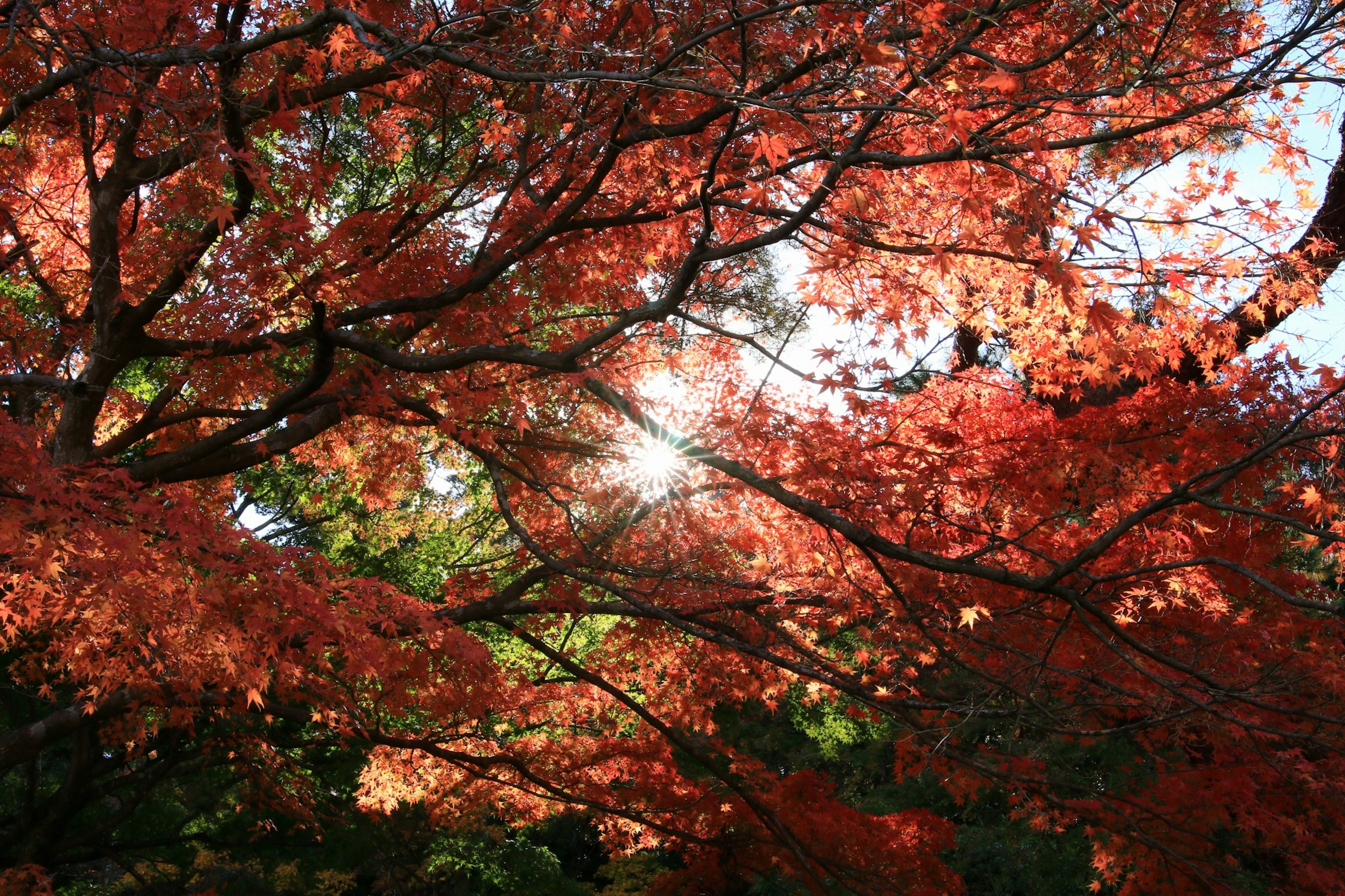 A landscape of autumn foliage with sunlight filtering through the trees