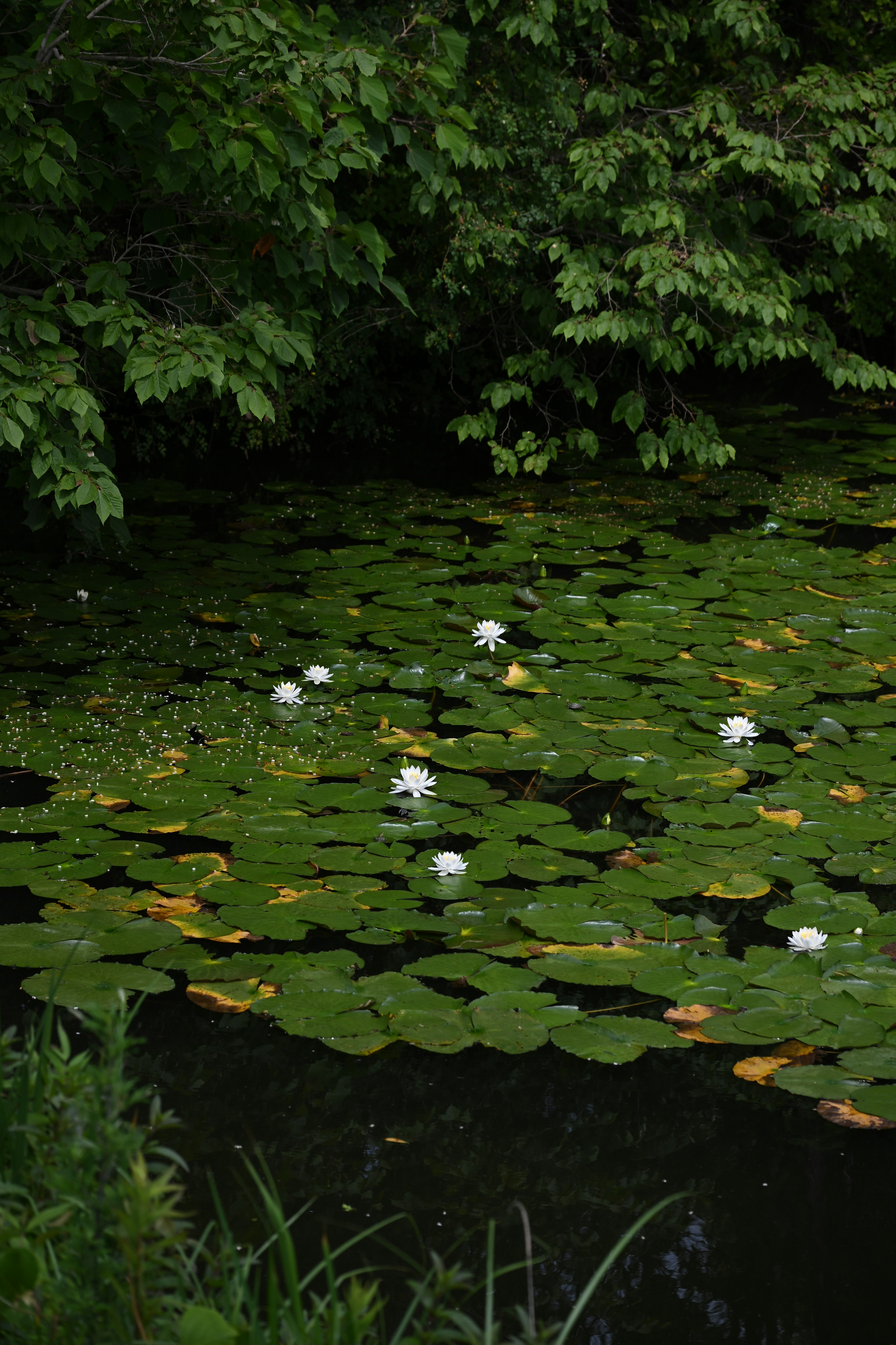 White water lilies floating on a lush green pond