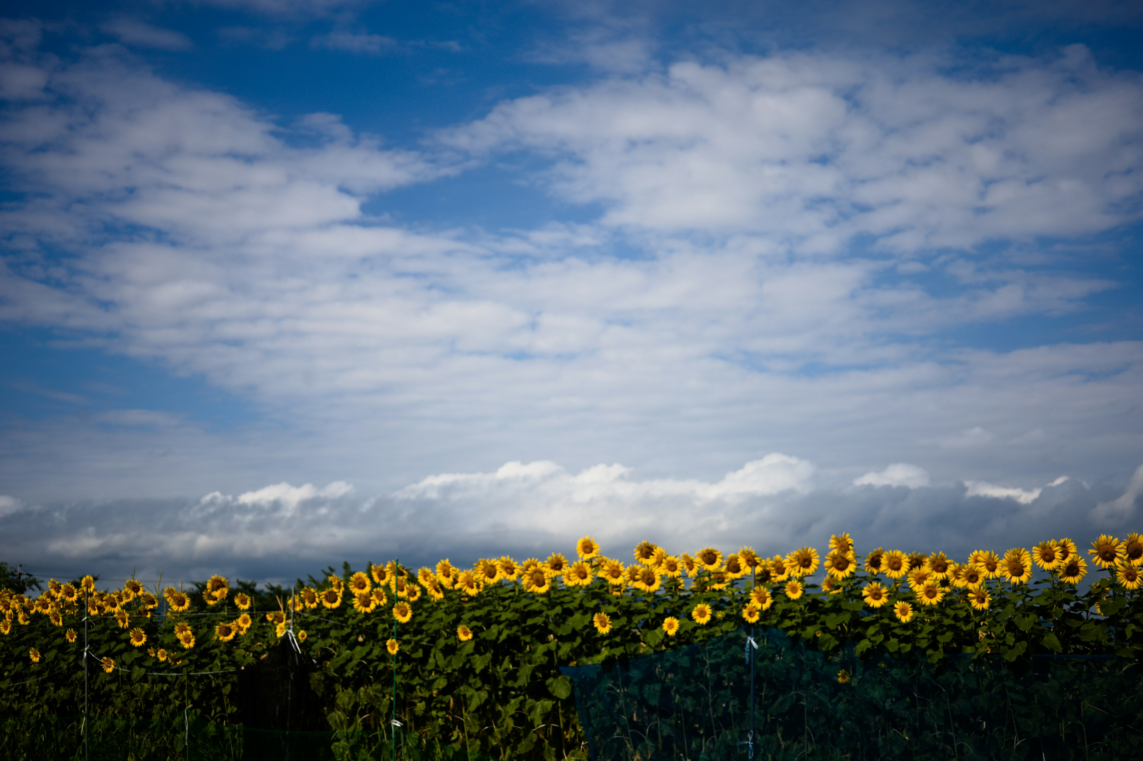 Sunflower field against a blue sky