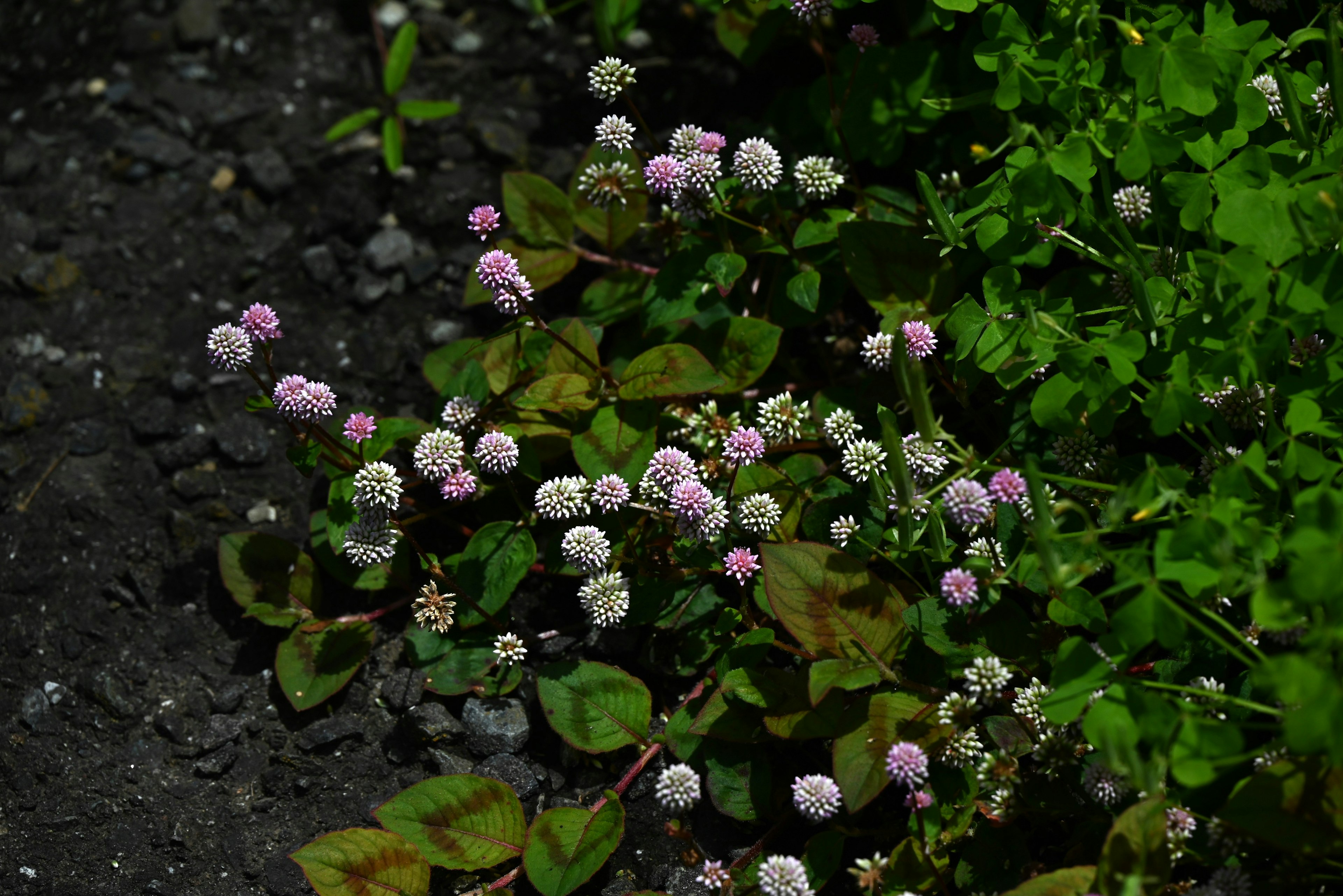 Grupo de pequeñas flores blancas y rosas que crecen en suelo oscuro